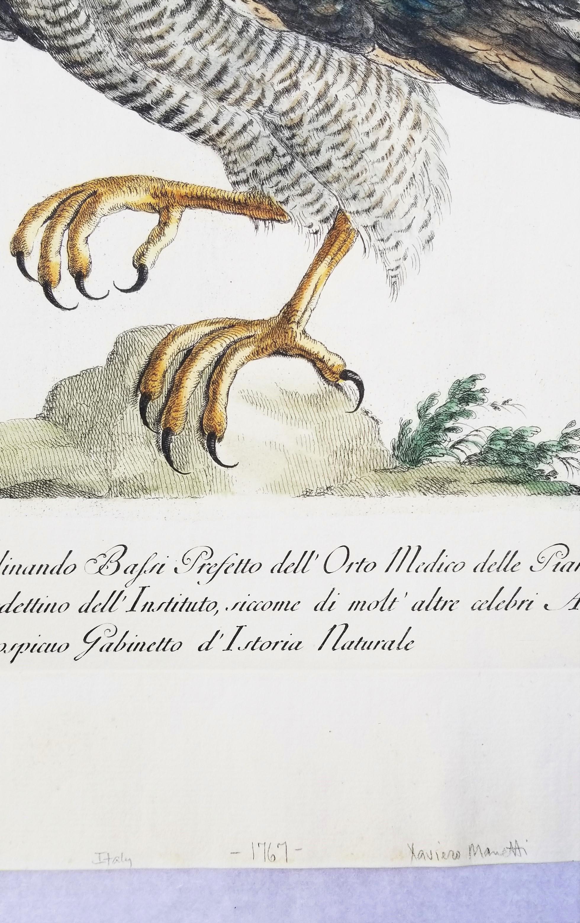 Gavilán /// Antigua Ornitología Pájaro Saverio Manetti Arte Italiano Acuarela en venta 4