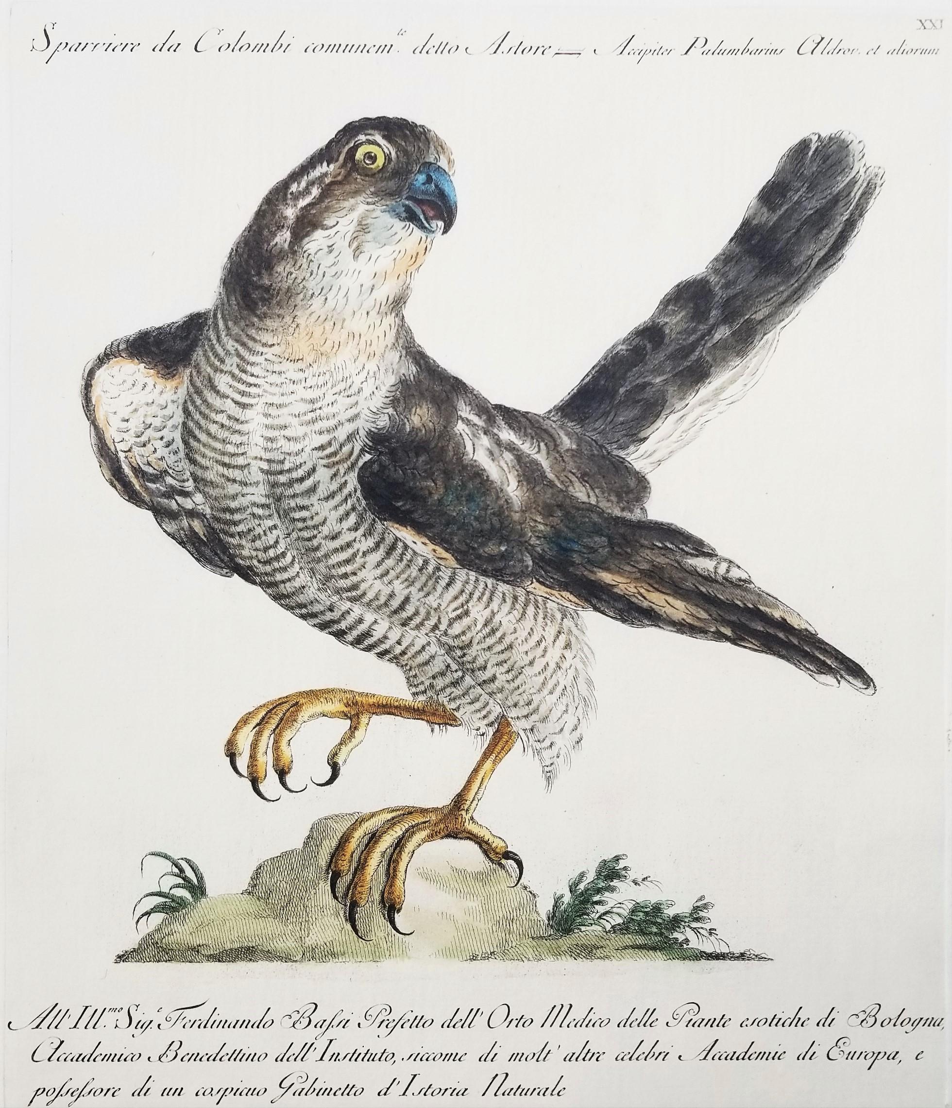 Animal Print de MANETTI, Saverio. - Gavilán /// Antigua Ornitología Pájaro Saverio Manetti Arte Italiano Acuarela