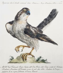 Sparviero /// Antico Uccello Ornitologico Saverio Manetti Acquerello Italiano