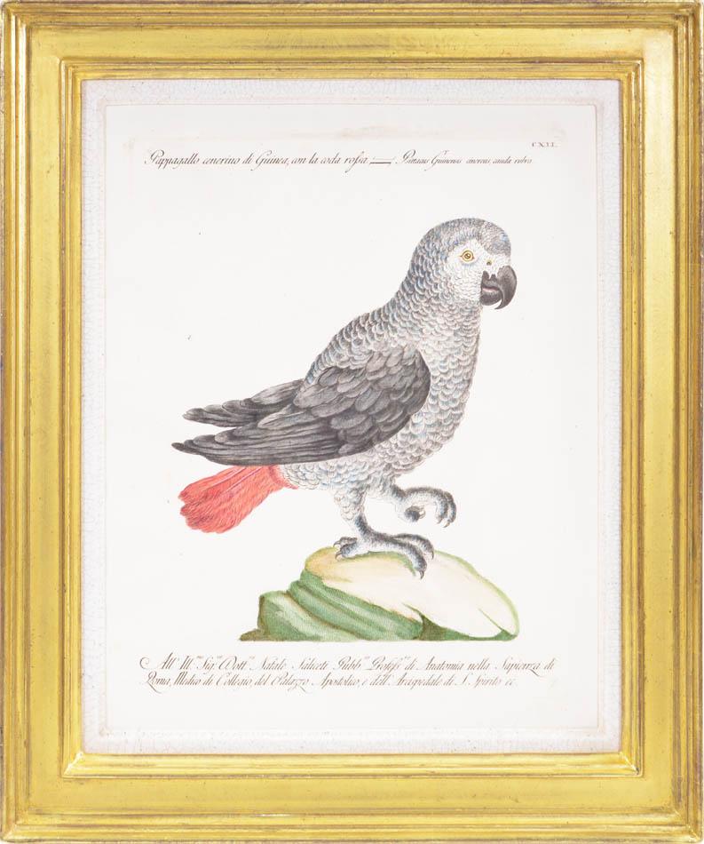 Two Parrots - Print by MANETTI, Saverio.