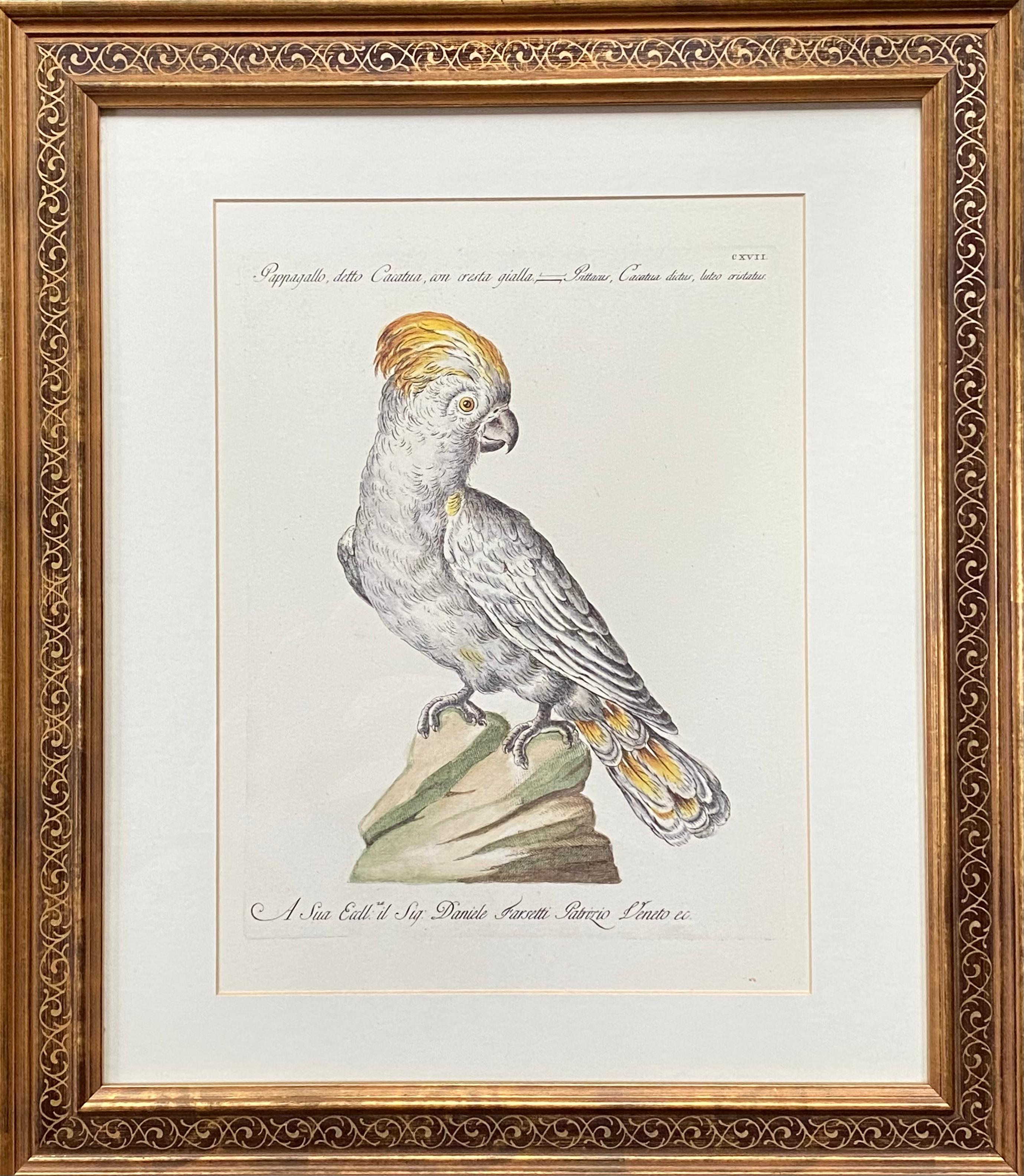 Gelber gelber Papagei aus Kreide – Print von Saviero Manetti