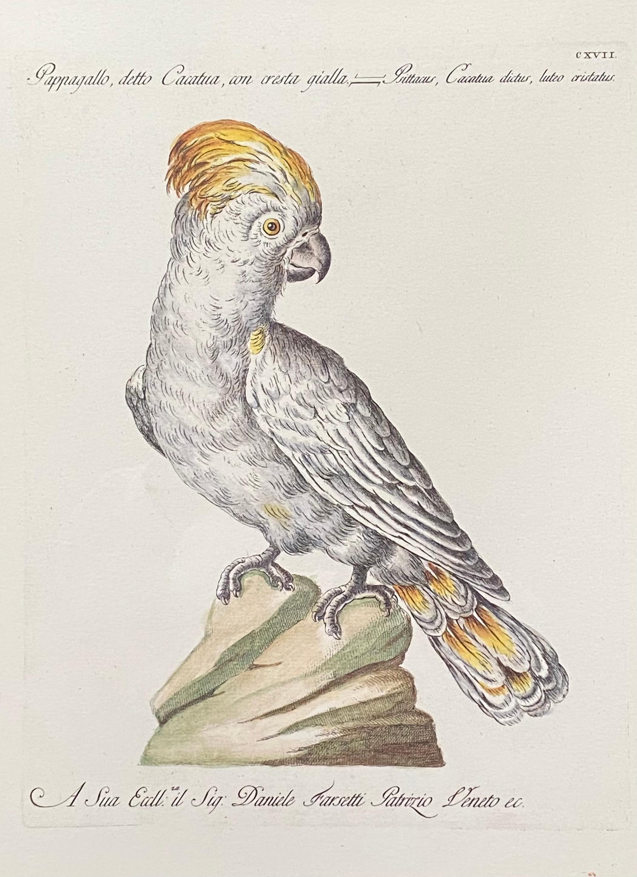 Gelber gelber Papagei aus Kreide (Akademisch), Print, von Saviero Manetti