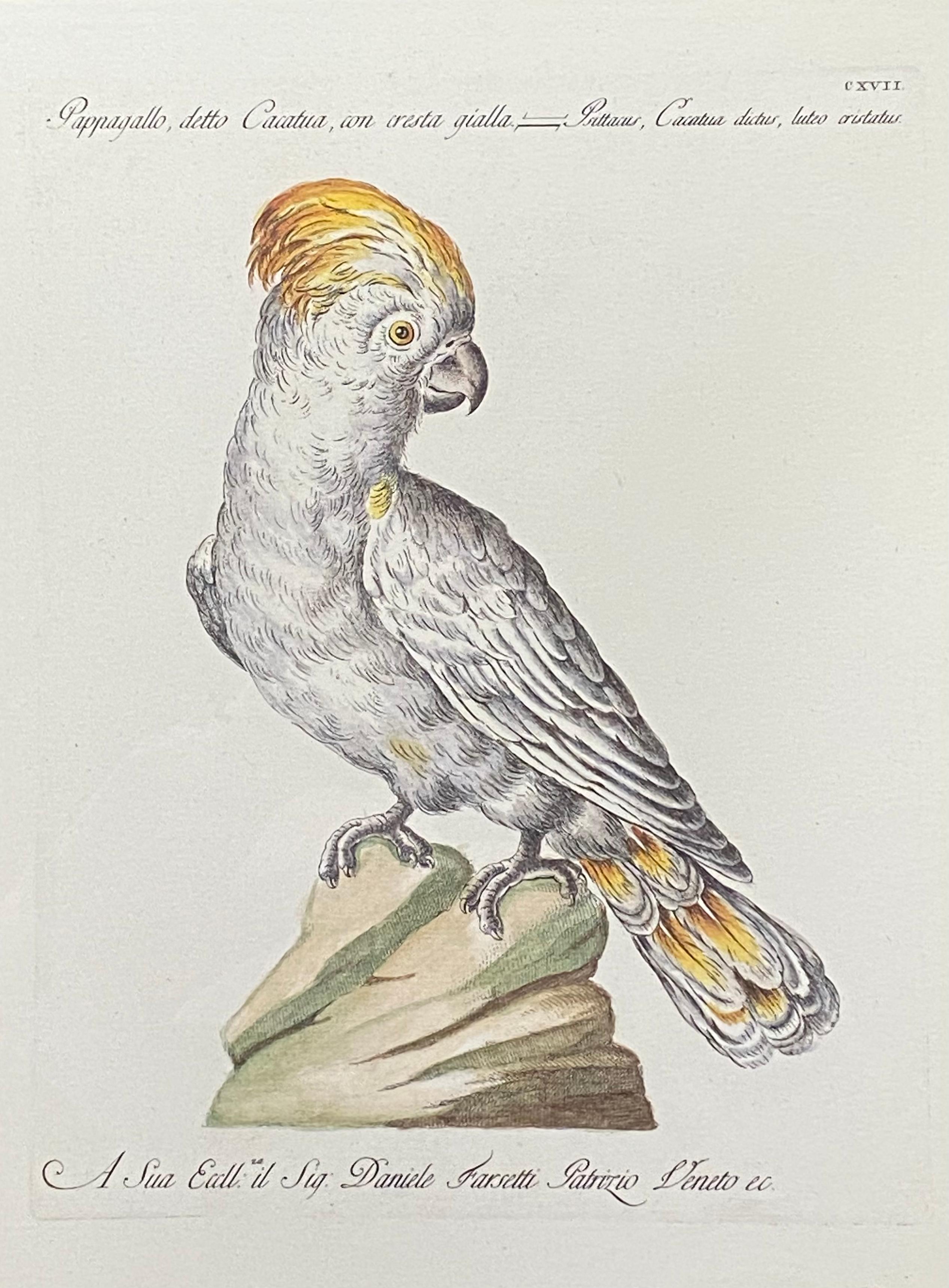 Gelber gelber Papagei aus Kreide (Grau), Animal Print, von Saviero Manetti