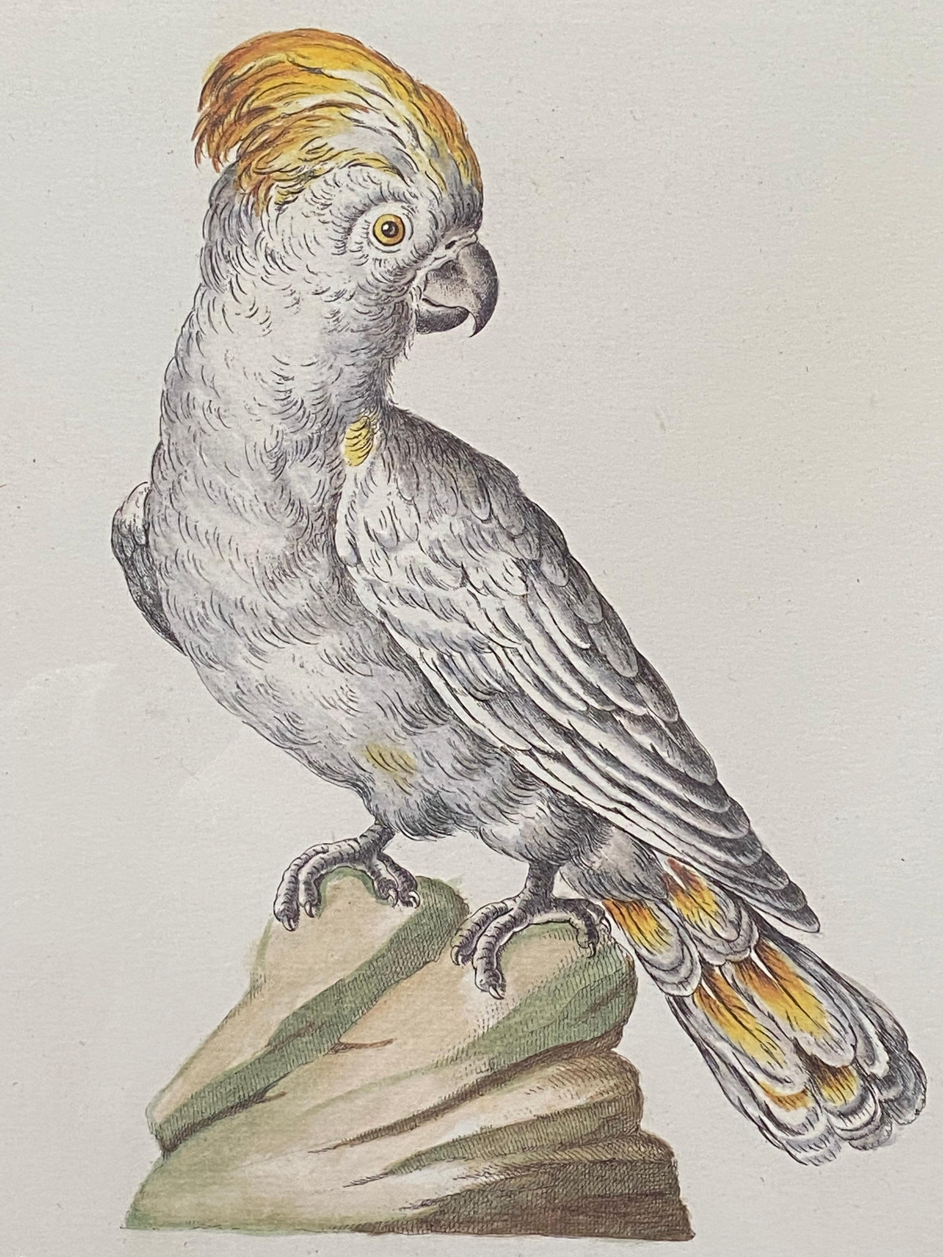 Handgefärbte Kupferplattengravur aus der Geschichte der Vögel. Servierplatte 117, veröffentlicht 1776..  Gelbgelber Papagei aus Gelbgold  Daniele Farsetti gewidmet, einem bekannten Kunstsammler aus Venedig, 1725-1787.  Der Zustand ist ausgezeichnet.