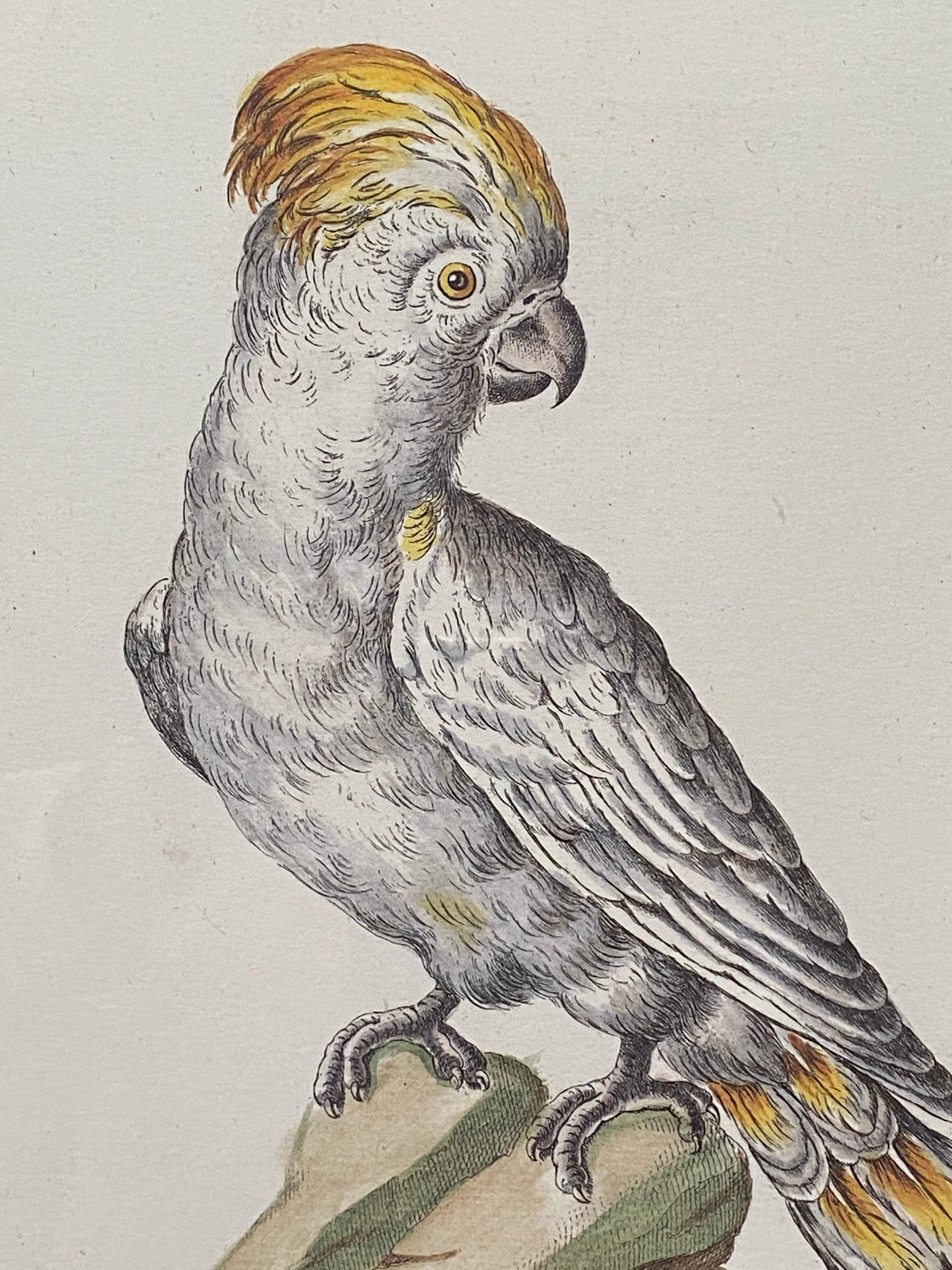 “Yellow Crested Parrot” - Gray Animal Print by Saviero Manetti