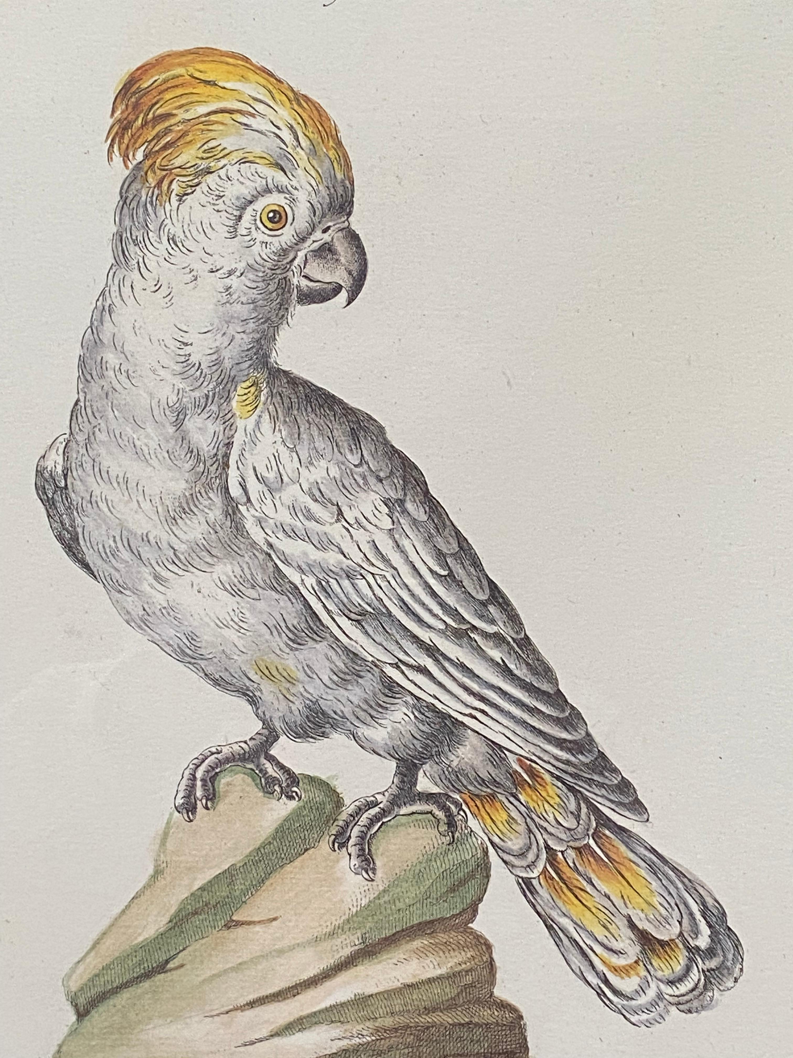 Saviero Manetti Animal Print – Gelber gelber Papagei aus Kreide