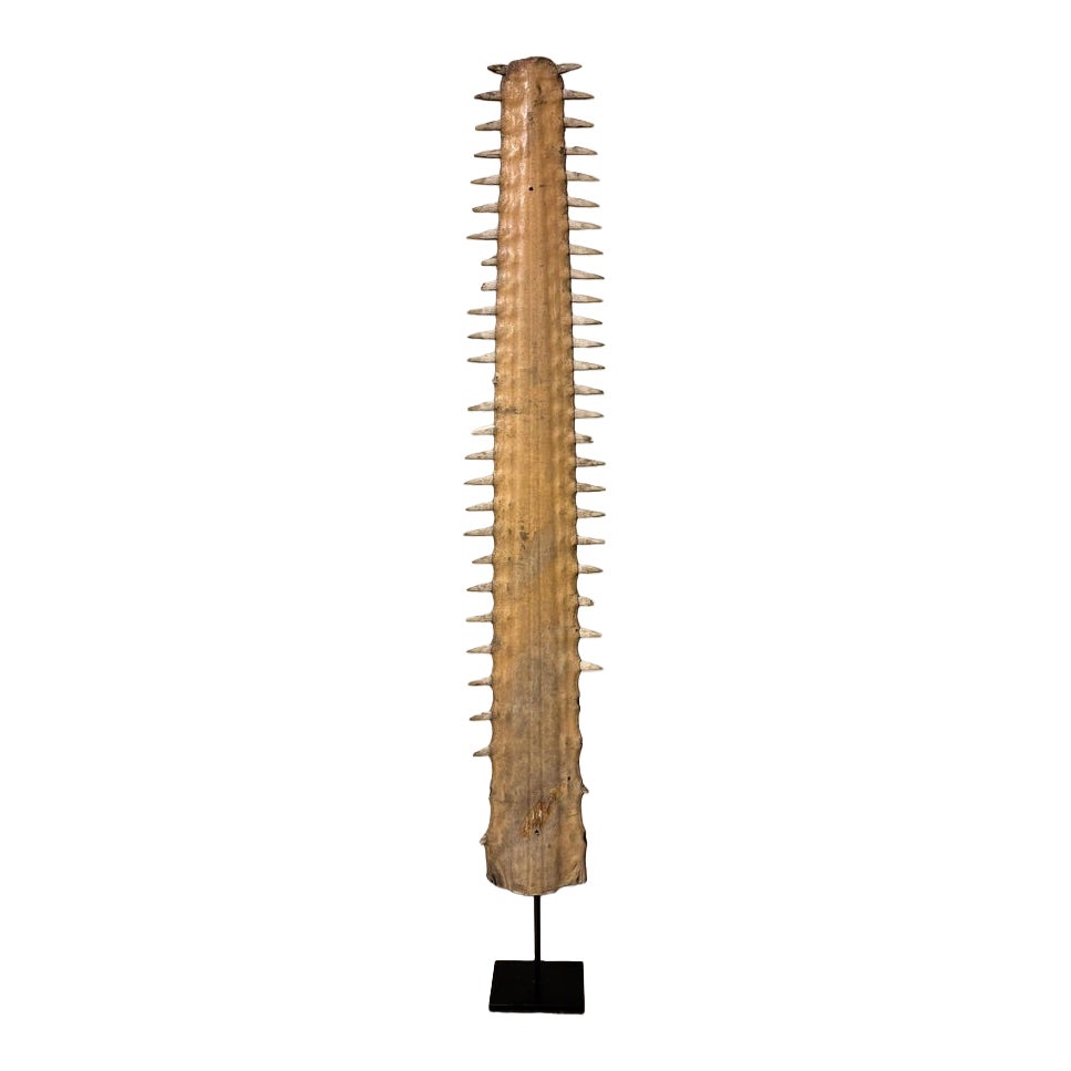 Sawfish Bill Rostrum Mounted on a Custom Steel Base, Large Scale 37 Inches High For Sale