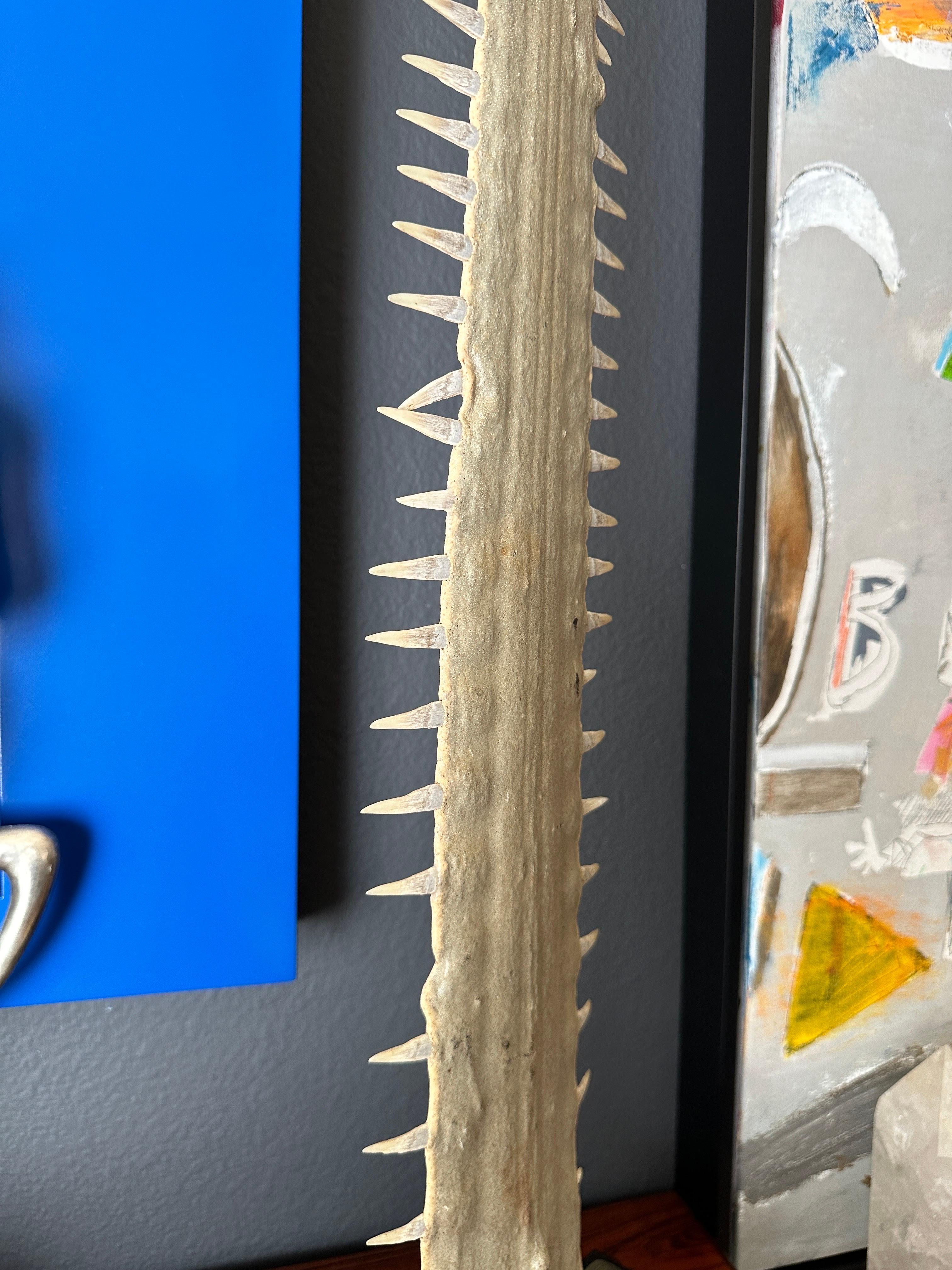 Sawfish Rostrum / Bill 1