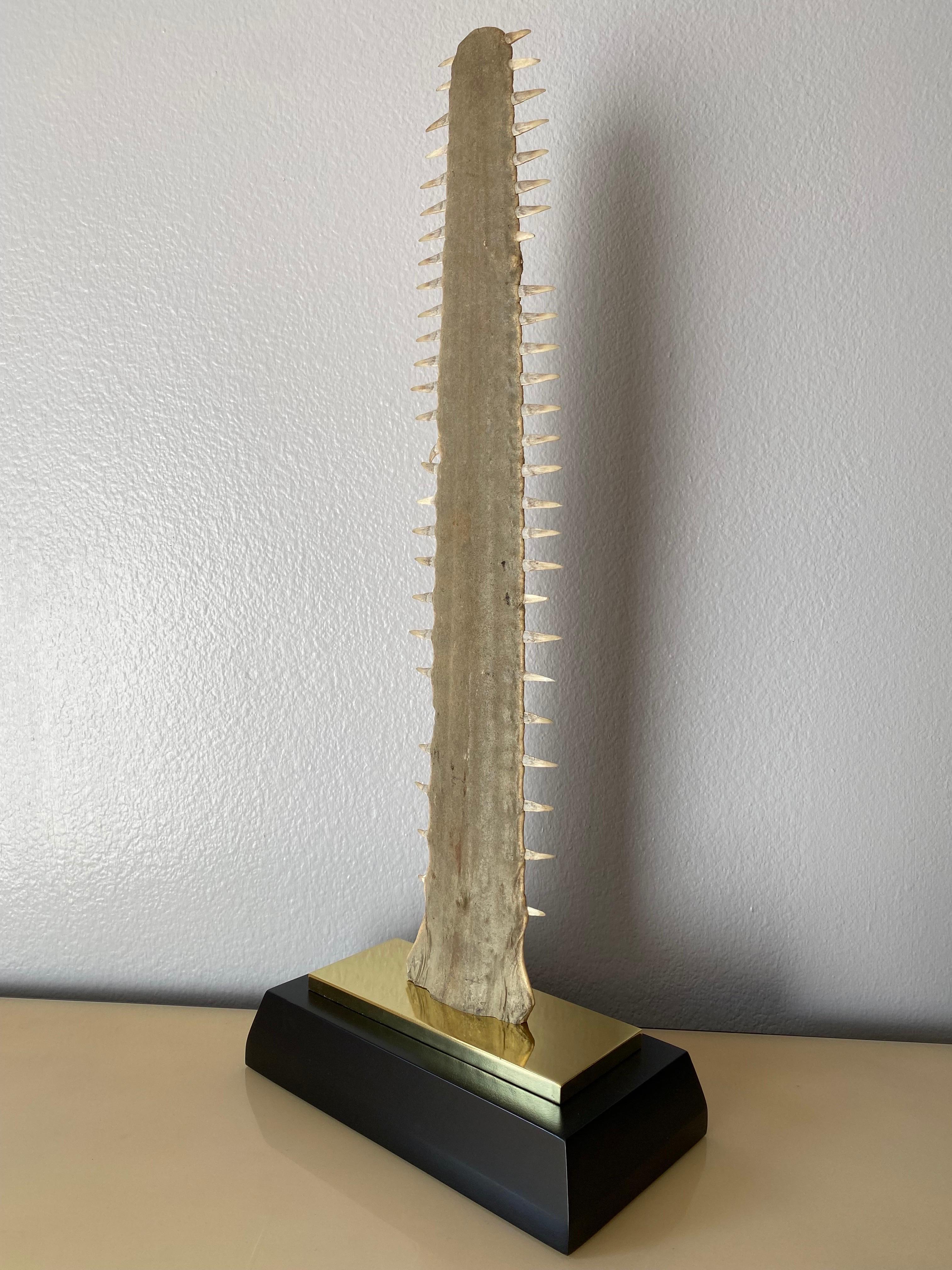 Sawfish rostrum / bill in the style of Gabriella Crespi mounted on brass and ebonized wood custom base.