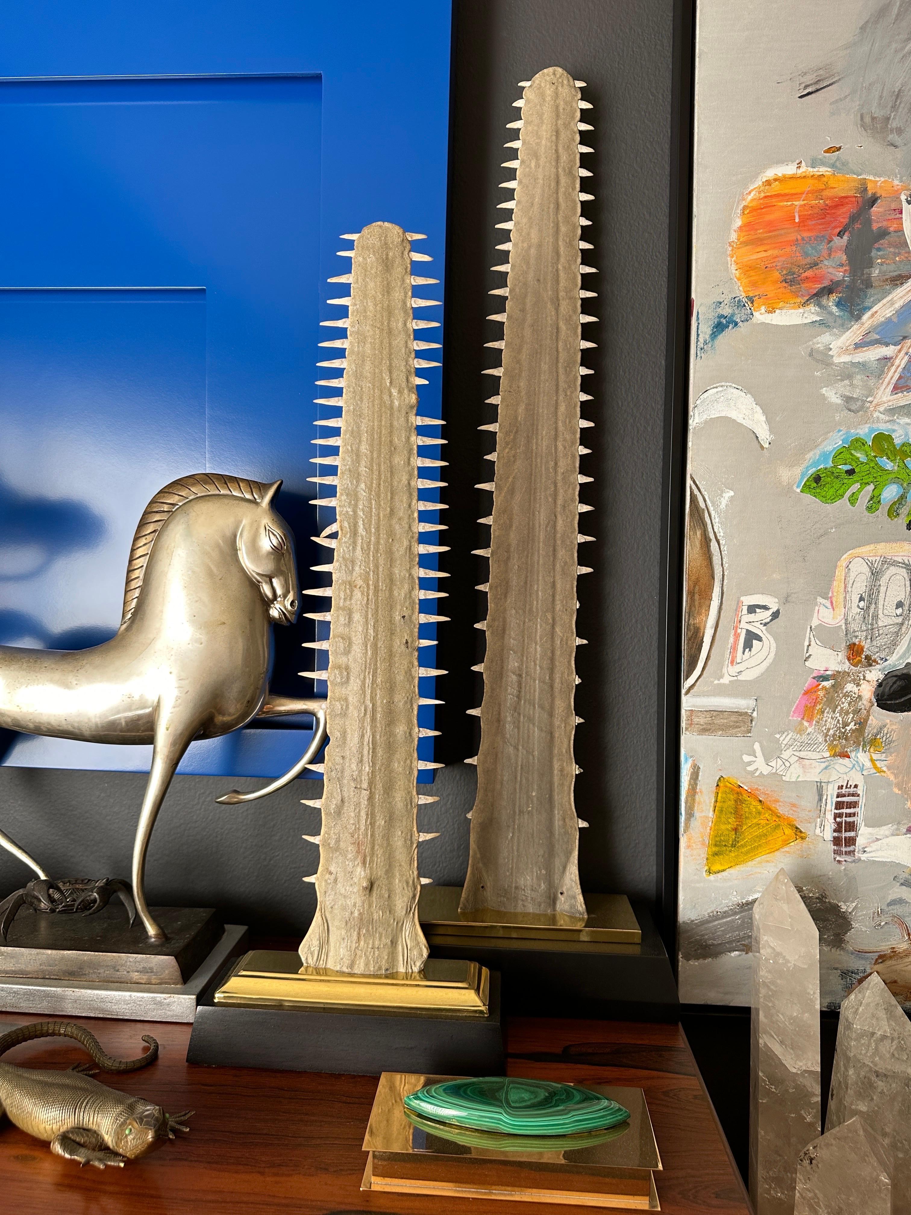 Sawfish rostrum / bill in the style of Gabriella Crespi mounted on brass and ebonized wood custom base.