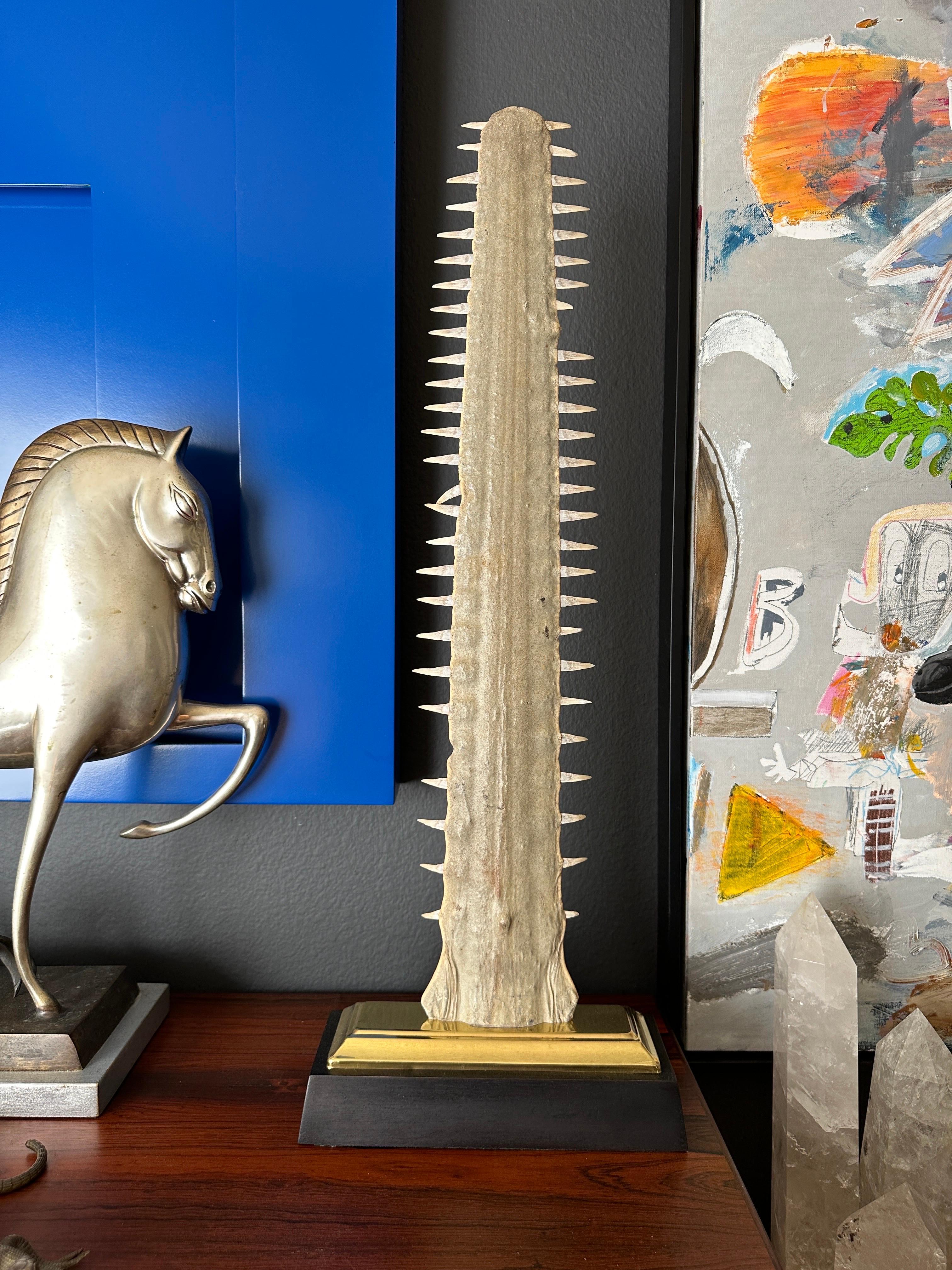 sawfish rostrum for sale