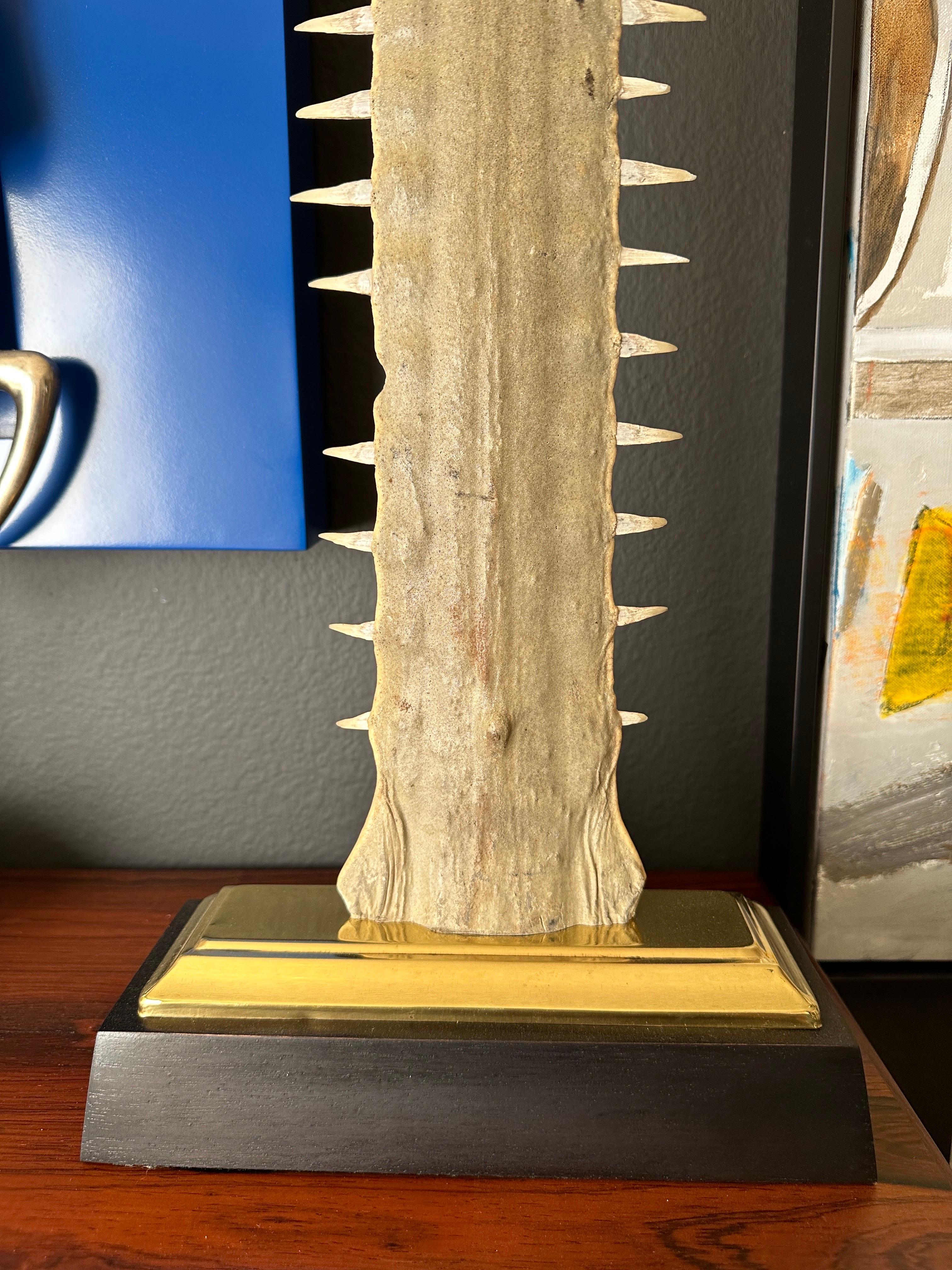 sawfish bill for sale