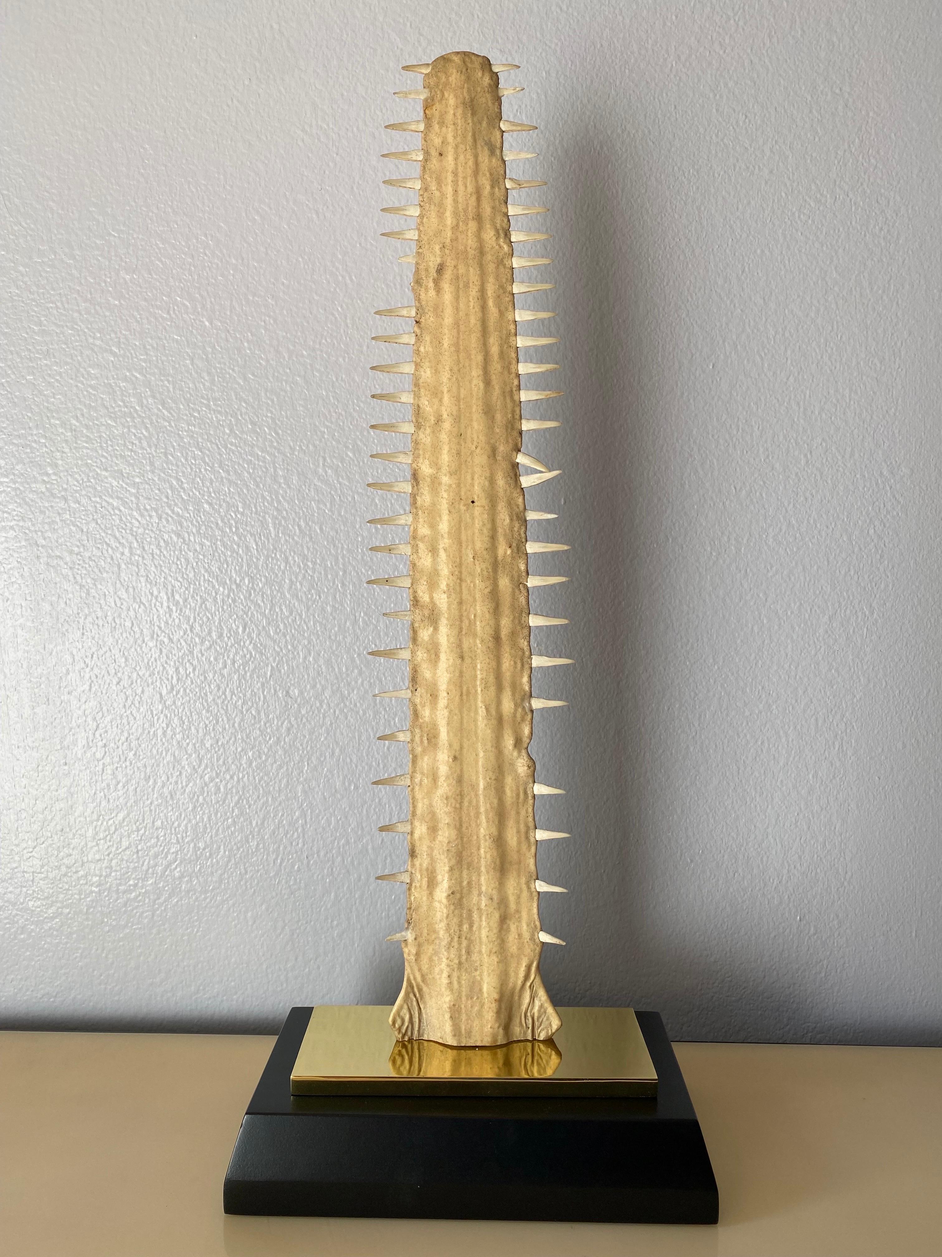 sawfish nose for sale