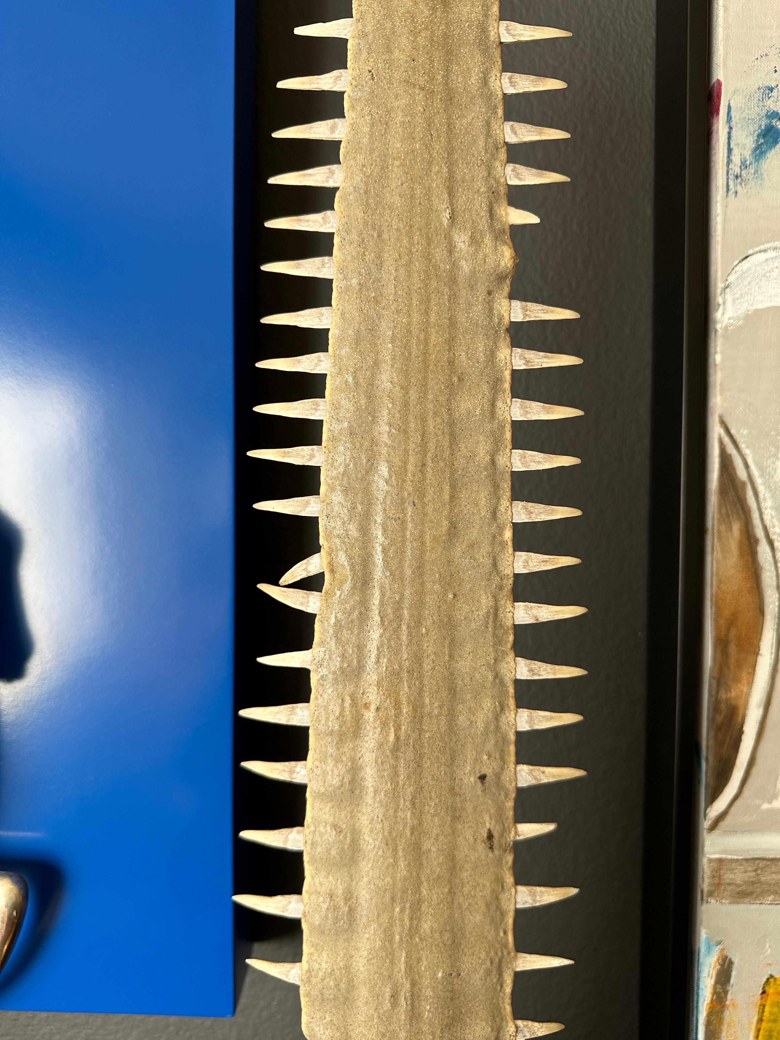 Hollywood Regency Sawfish Rostrum / Bill
