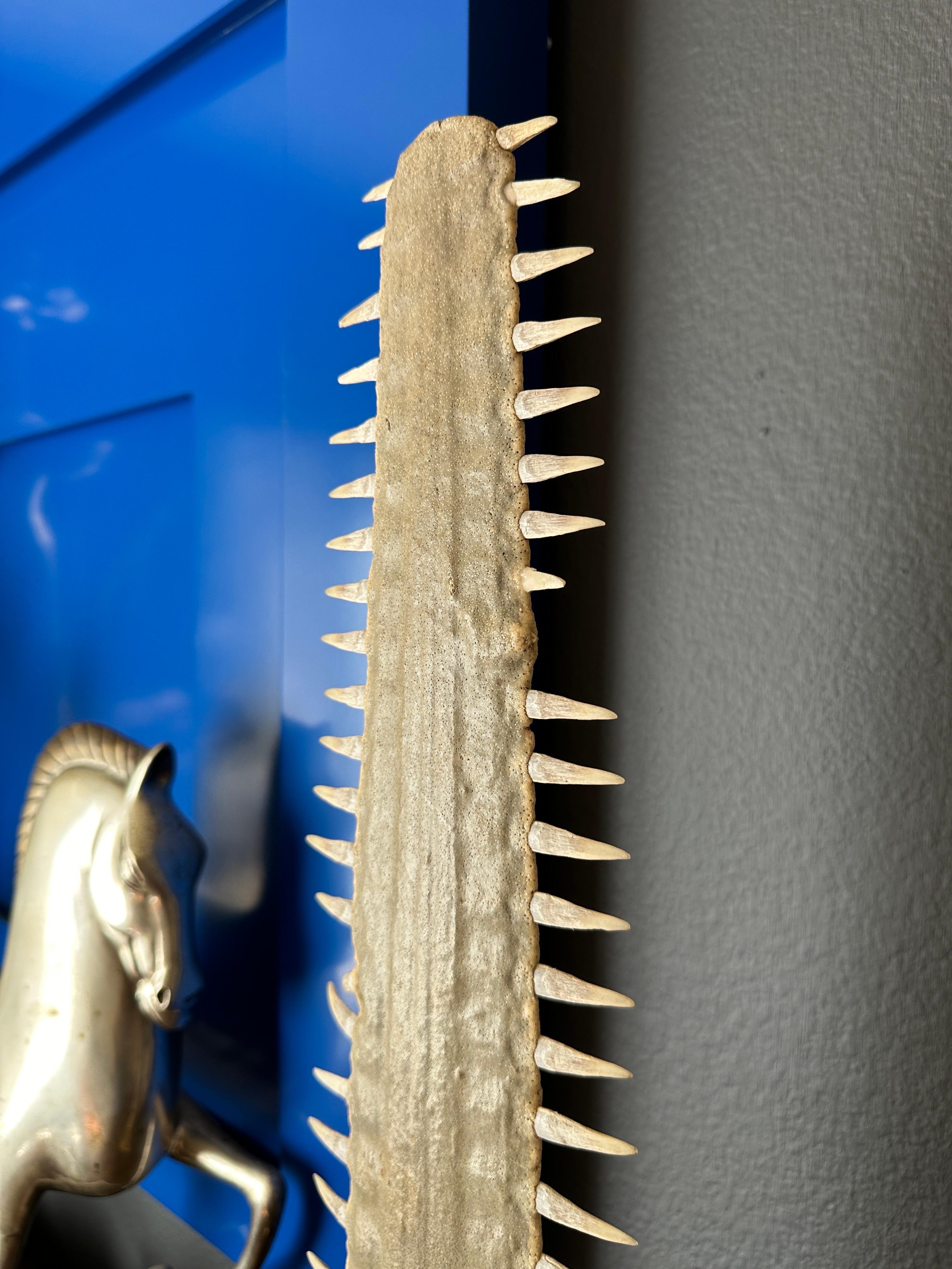 Sawfish Rostrum / Bill In Good Condition In North Hollywood, CA