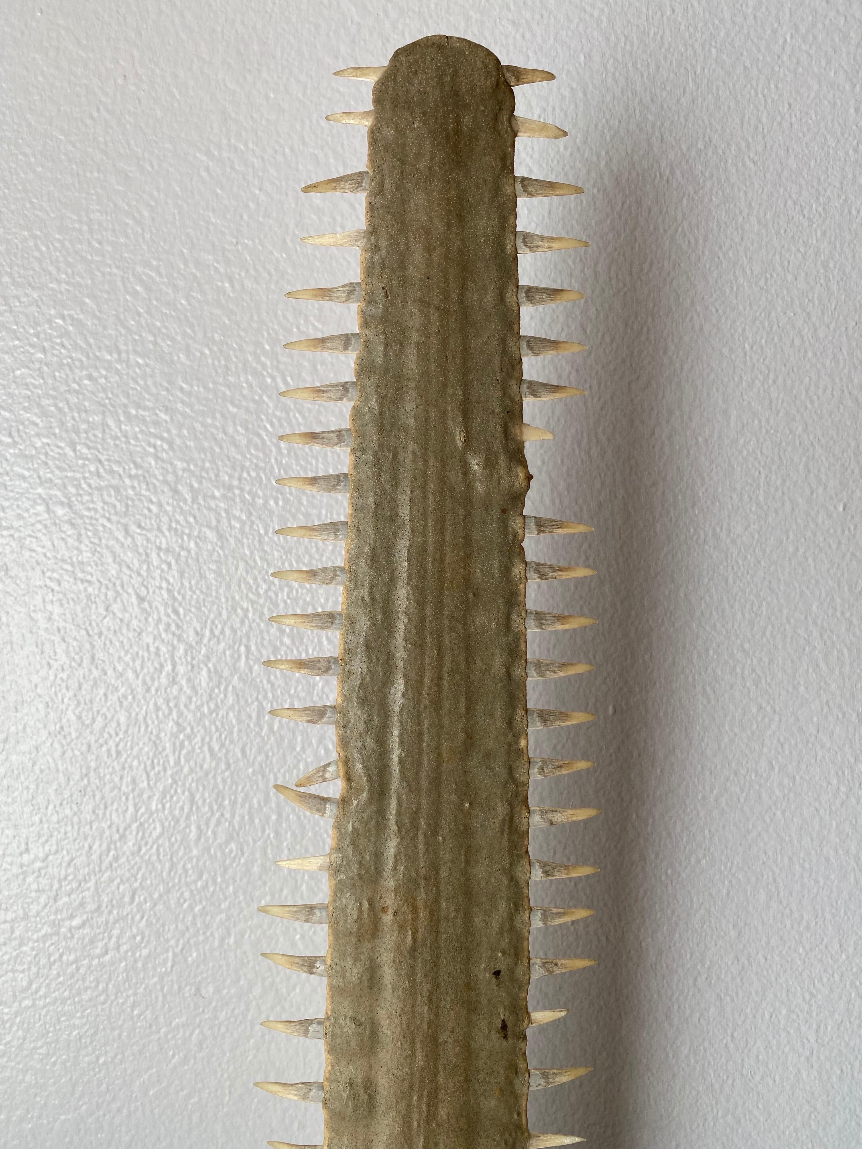 Early 20th Century Sawfish Rostrum / Bill For Sale