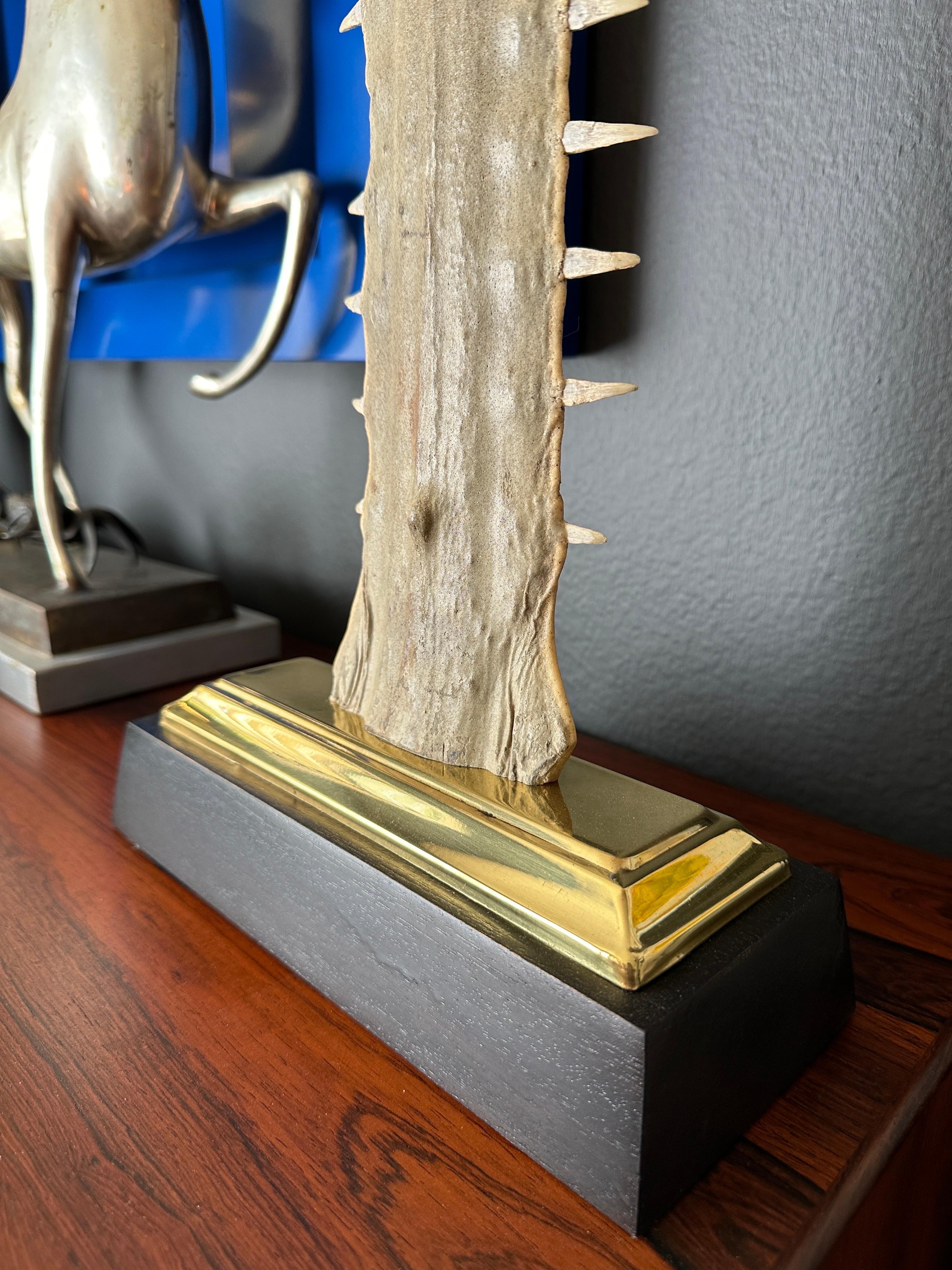 Early 20th Century Sawfish Rostrum / Bill