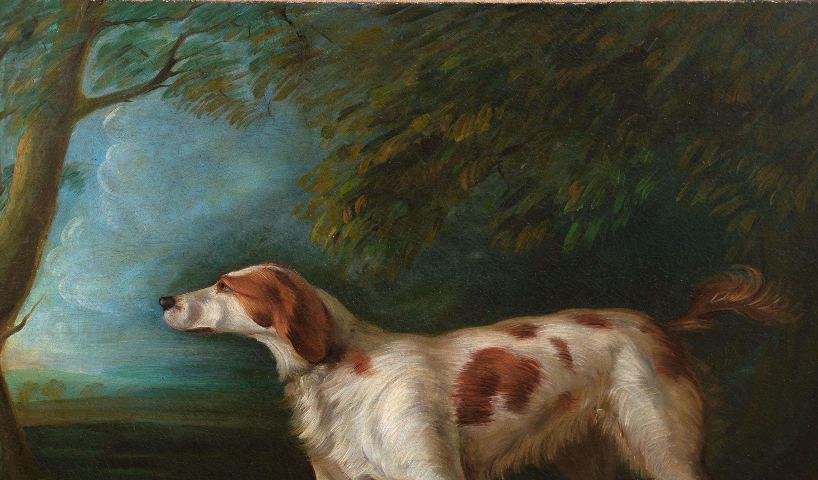 Porträt eines Brown & White Setters, 18. Jahrhundert im Angebot 4