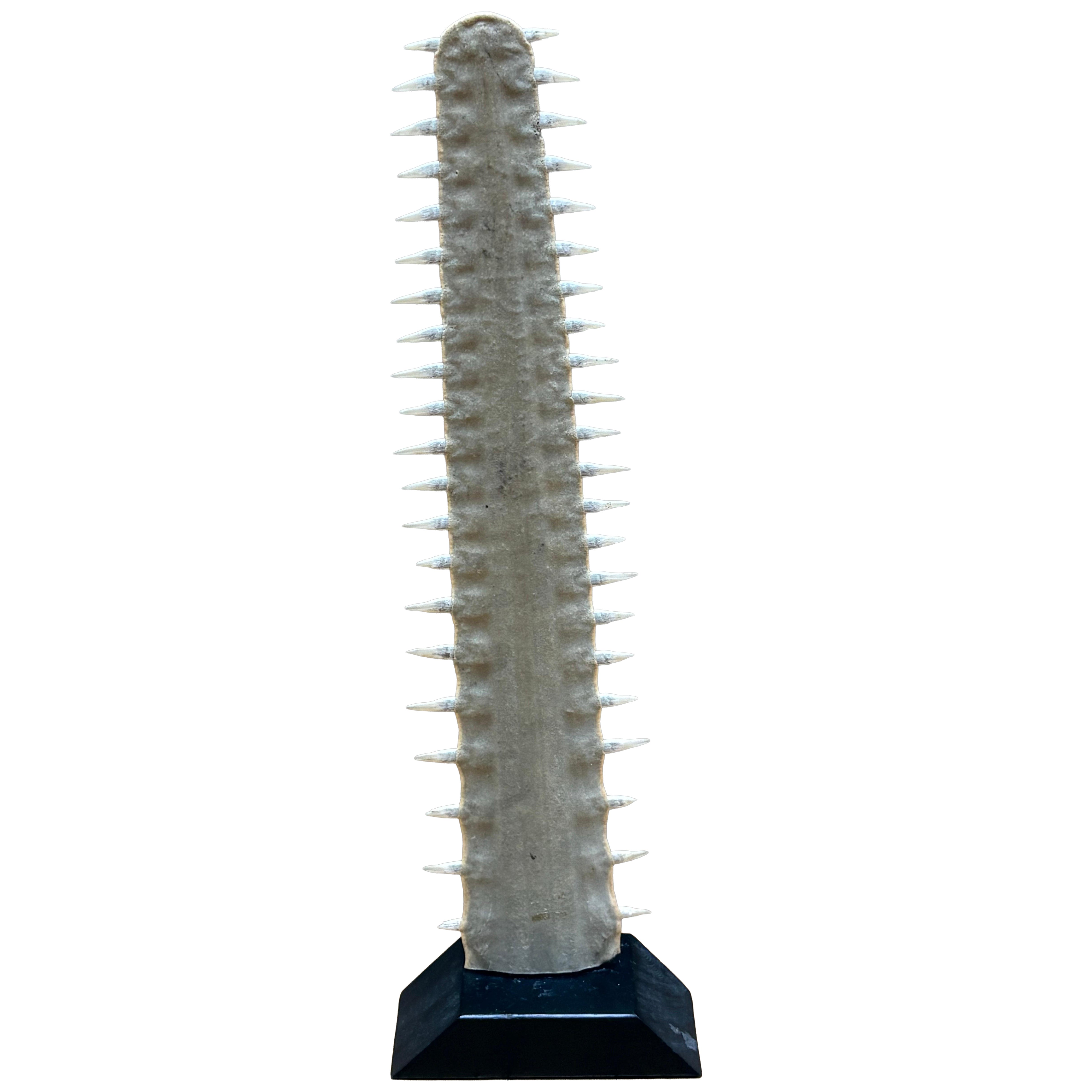 Sawtooth fish bill For Sale