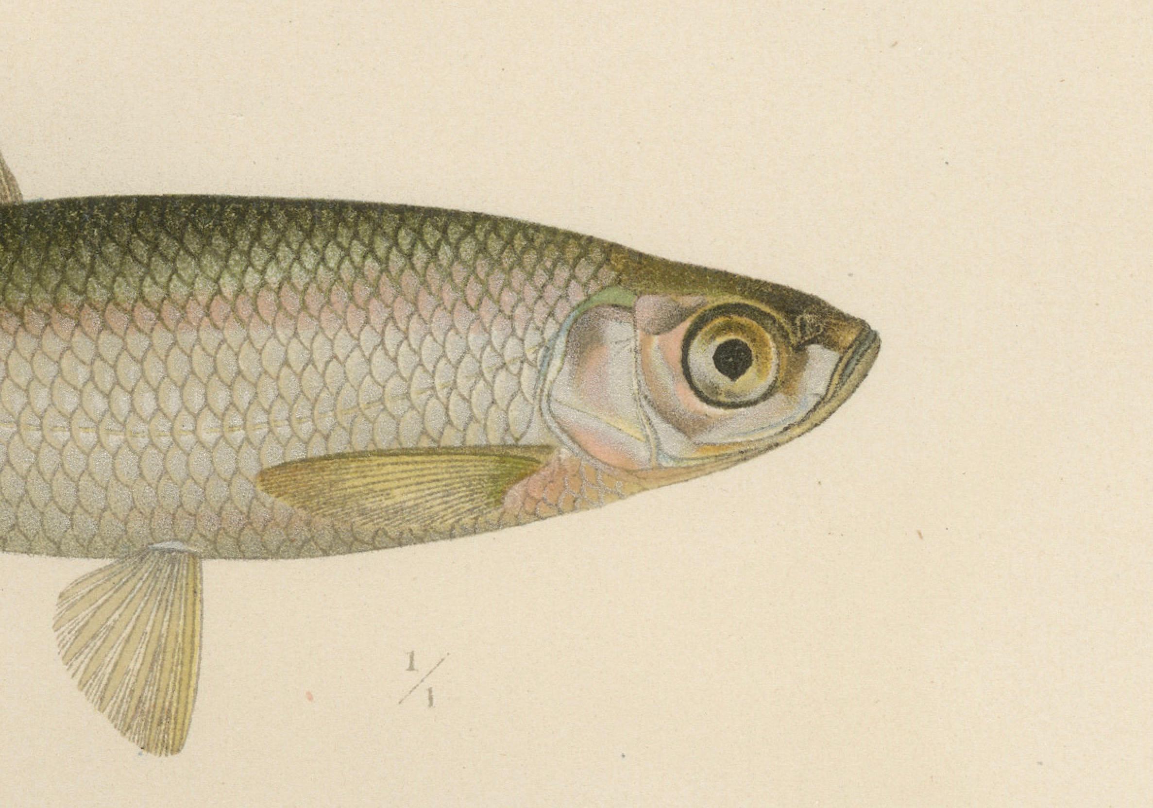 Scandinavian Asp and Bleak - Exquisite 19th-Century Lithograph, 1895 

This stunning lithograph from *Skandinaviens Fiskar* beautifully illustrates three freshwater fish species native to Scandinavia: the Asp (Aspius rapax) and the Bleak (Alburnus