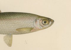 Scandinavian Asp and Bleak - Exquisite 19th-Century Lithograph