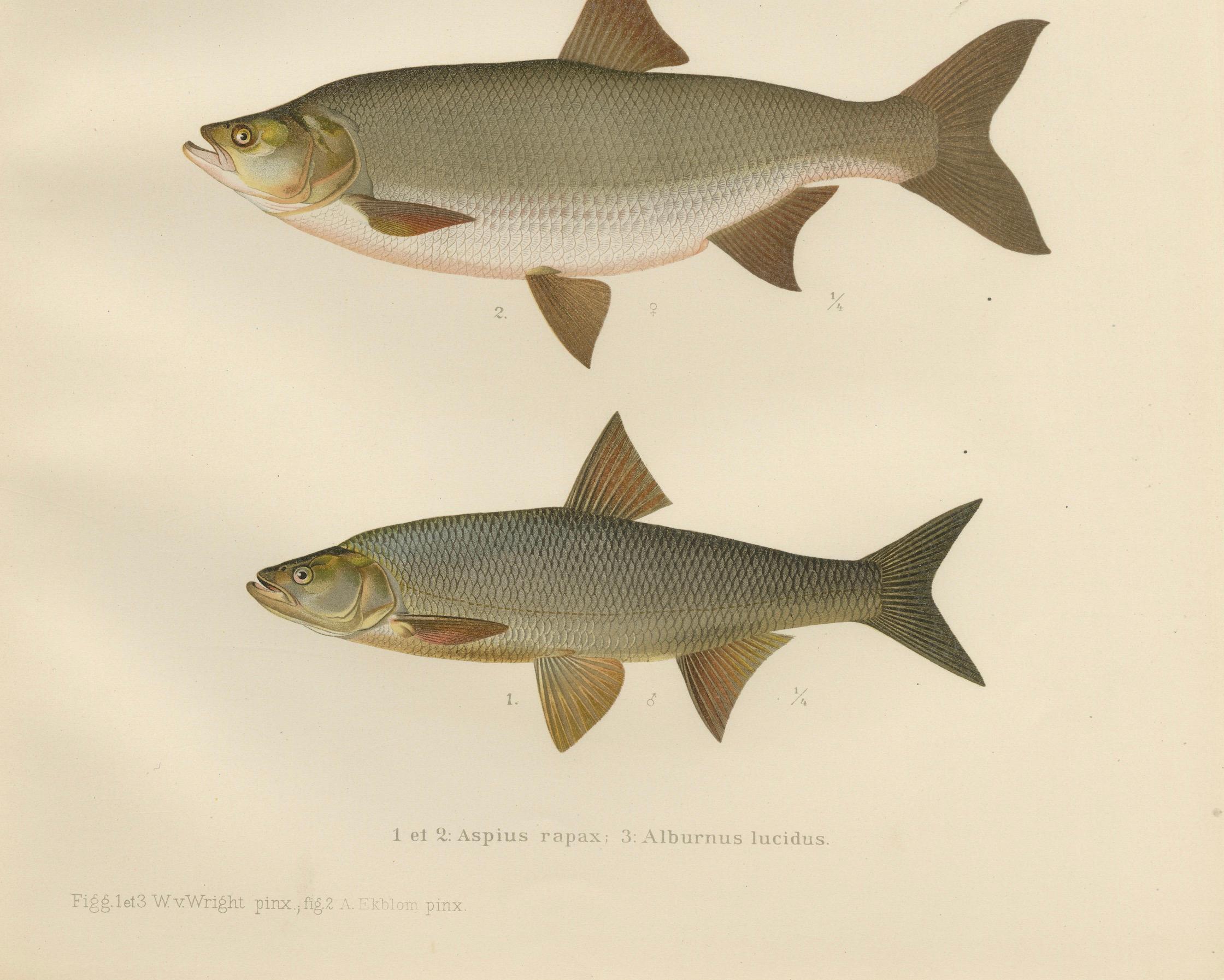 Scandinavian Asp and Bleak - Exquisite 19th-Century Lithograph In Good Condition For Sale In Langweer, NL