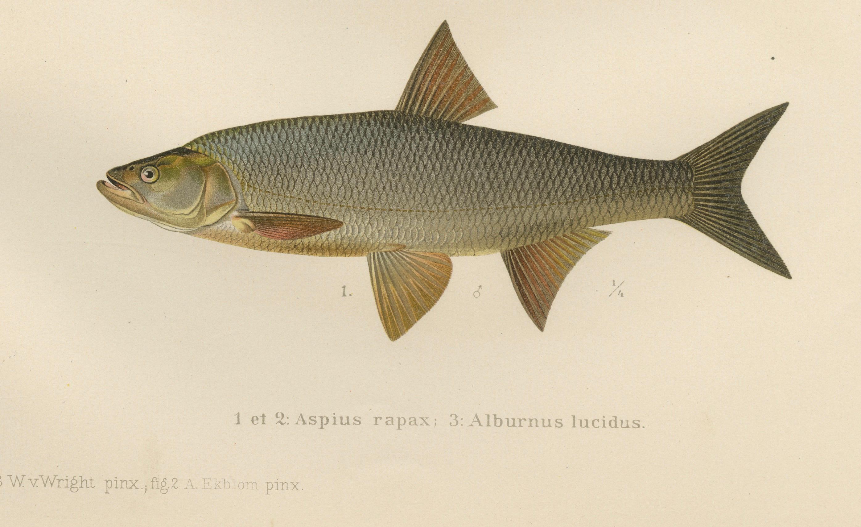 Late 19th Century Scandinavian Asp and Bleak - Exquisite 19th-Century Lithograph For Sale