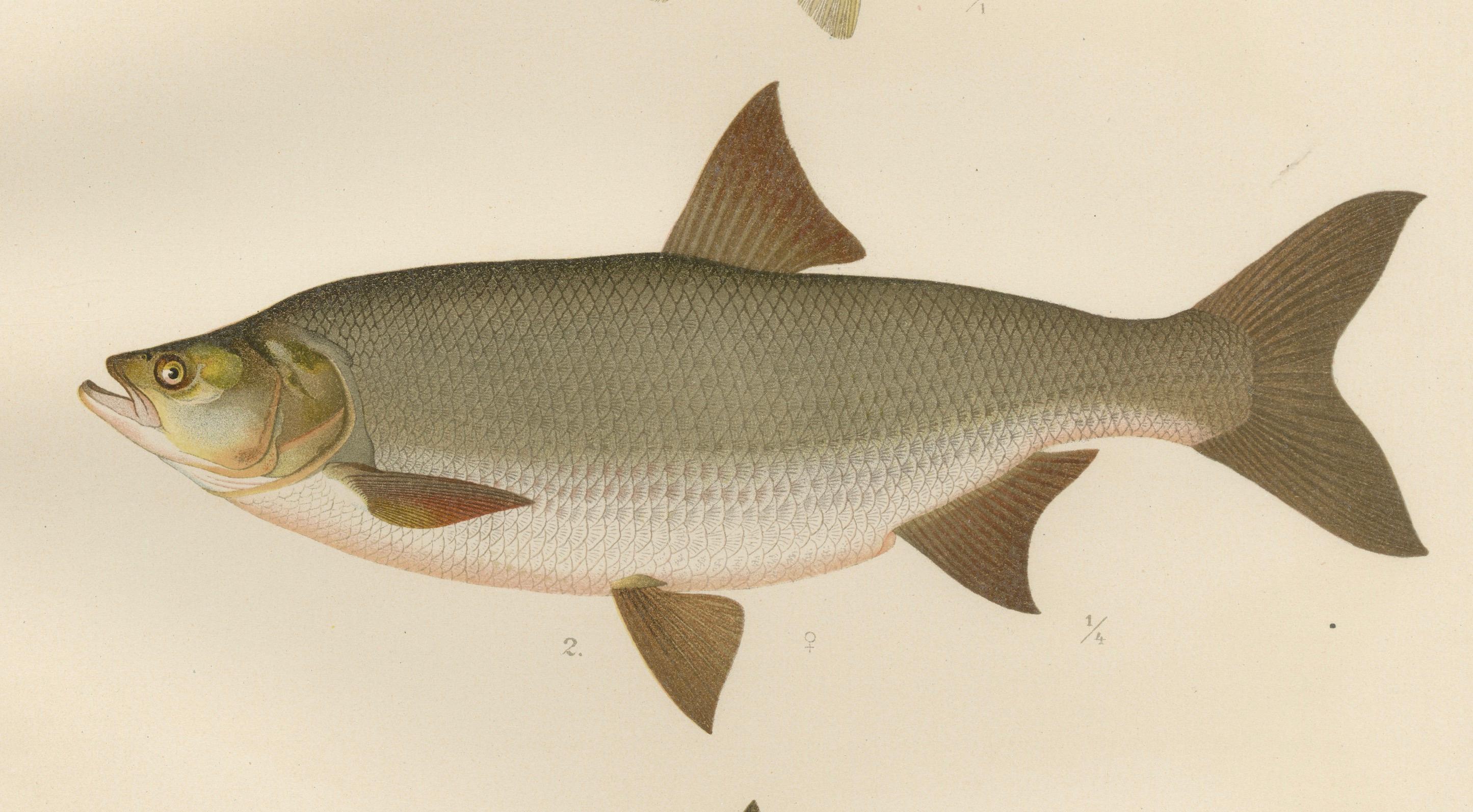 Paper Scandinavian Asp and Bleak - Exquisite 19th-Century Lithograph For Sale