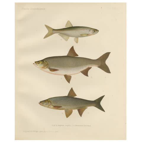 Scandinavian Asp and Bleak - Exquisite 19th-Century Lithograph