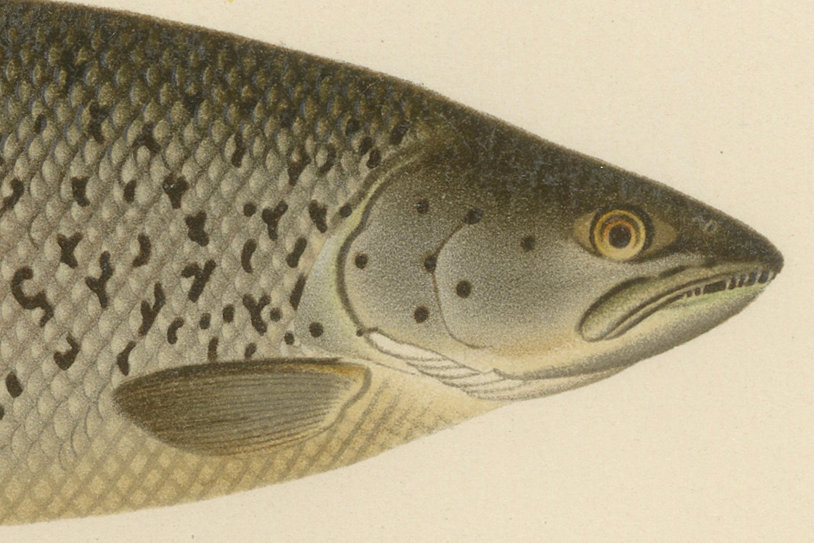 Skandinavischer Atlantic Lachs Formen: Exquisiter handkolorierter Druck aus dem 19.  

Beschreibung:  Diese bezaubernde handkolorierte Lithografie aus der Serie Pisces Scandinaviae zeigt drei verschiedene Formen des Atlantischen Lachses (Salmo