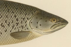 Scandinavian Atlantic Salmon Forms: Exquisite 19th Century Hand-Colored Print