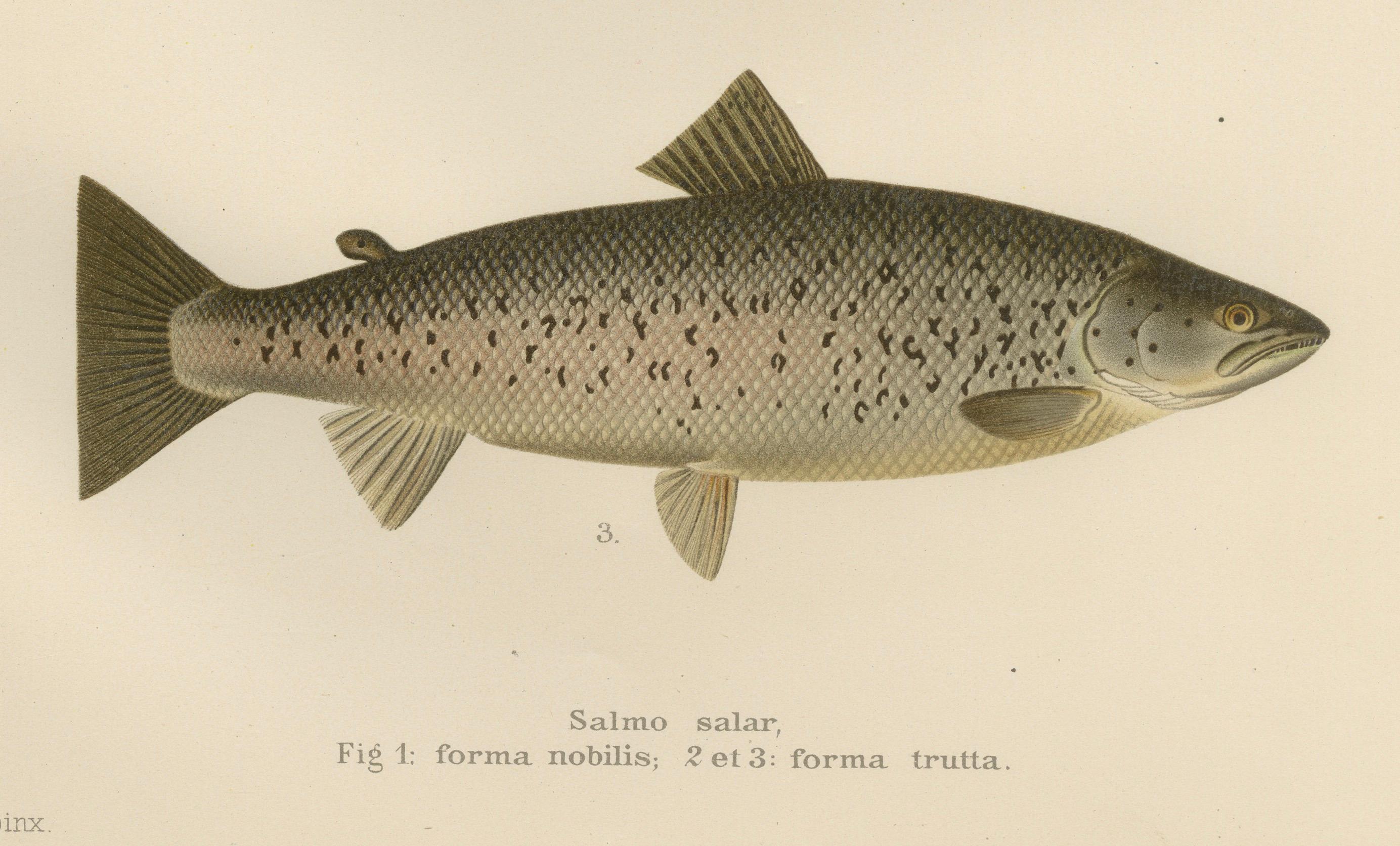 Skandinavischer Atlantic Lachs Formen: Exquisiter handkolorierter Druck aus dem 19. im Zustand „Gut“ im Angebot in Langweer, NL