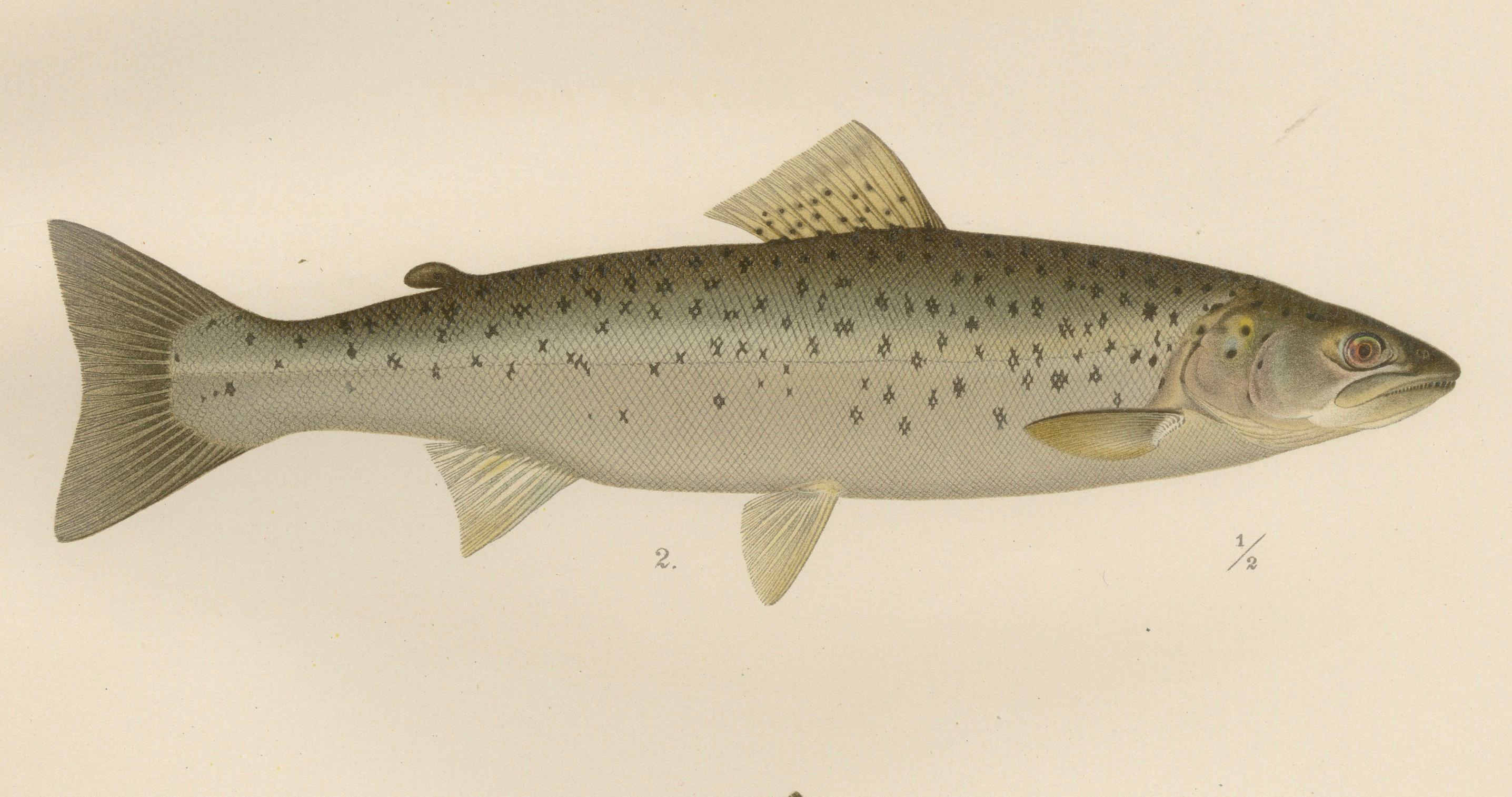 Skandinavischer Atlantic Lachs Formen: Exquisiter handkolorierter Druck aus dem 19. (Spätes 19. Jahrhundert) im Angebot