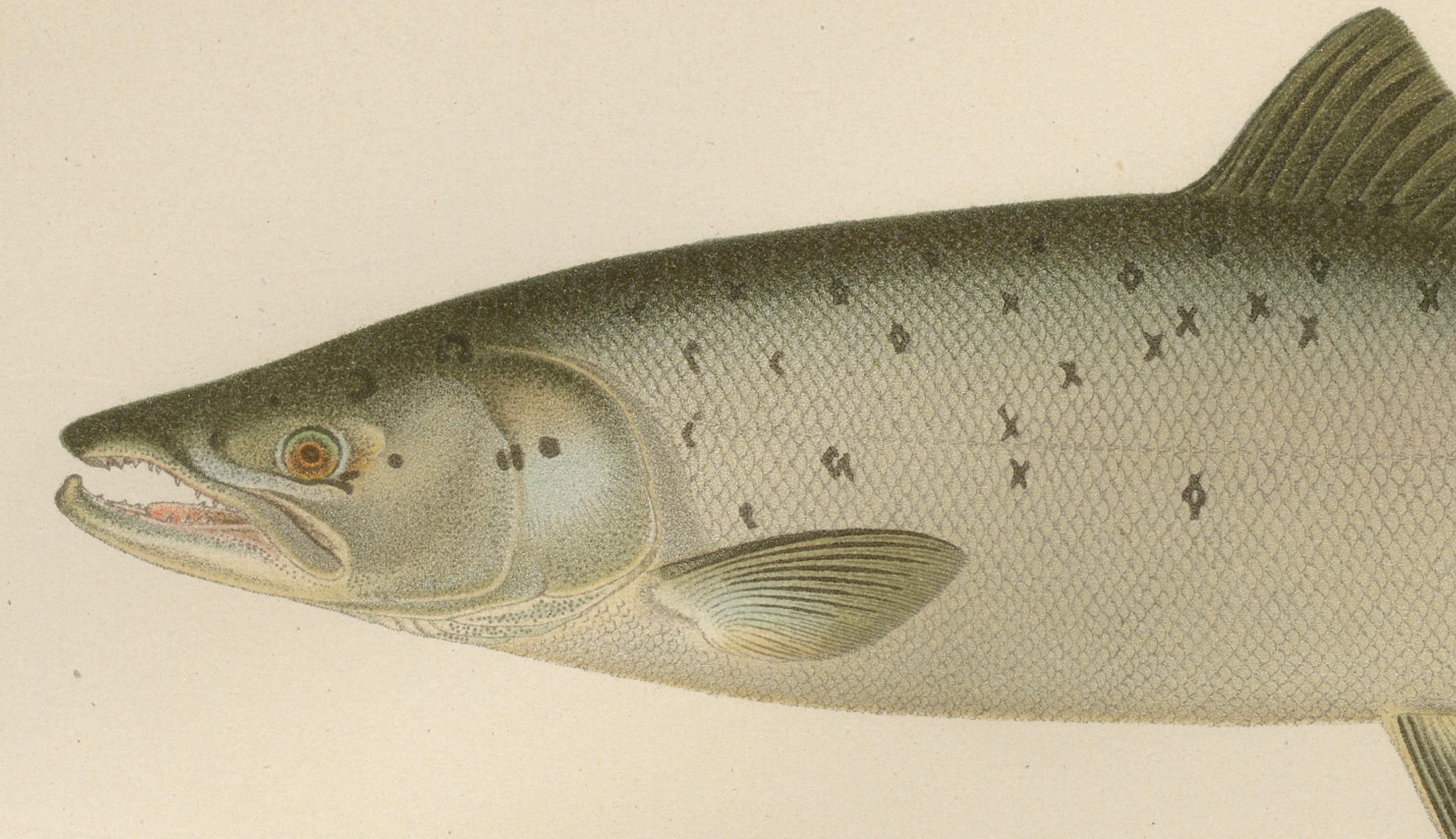 Skandinavischer Atlantic Lachs Formen: Exquisiter handkolorierter Druck aus dem 19. (Papier) im Angebot