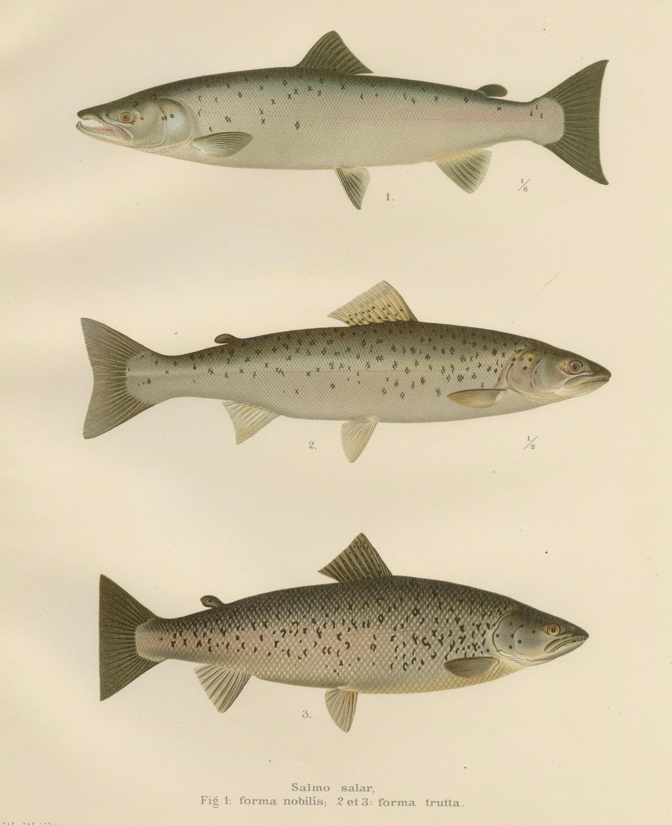 Skandinavischer Atlantic Lachs Formen: Exquisiter handkolorierter Druck aus dem 19. im Angebot 2