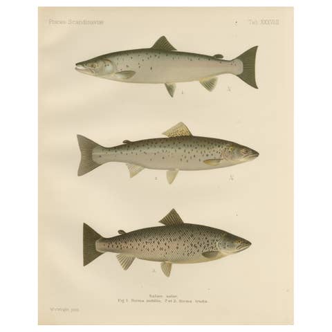 Scandinavian Atlantic Salmon Forms: Exquisite 19th Century Hand-Colored Print