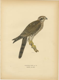 Scandinavian Birds of Prey Triptych — Svenska Fåglar Lithographs, 1929