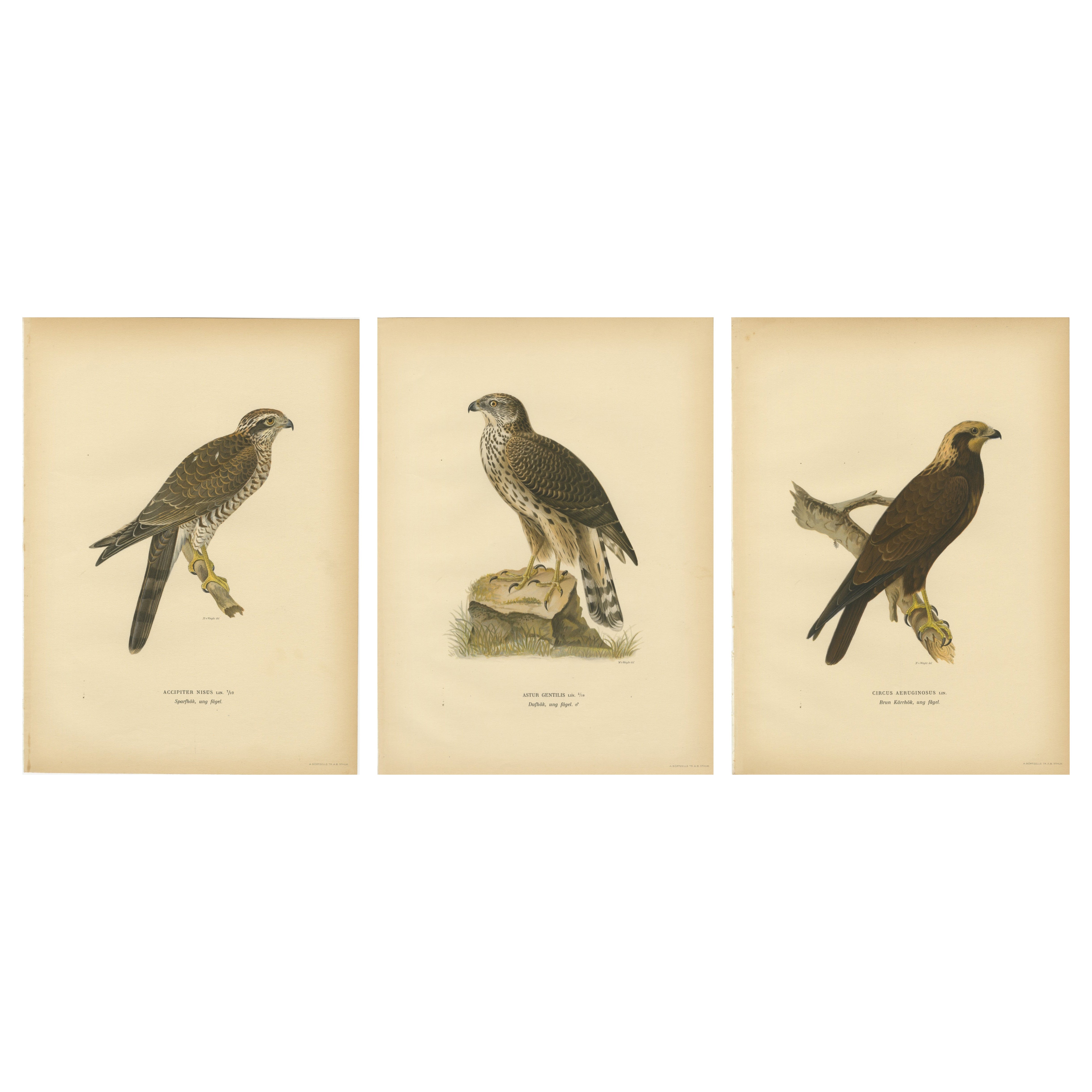 Scandinavian Birds of Prey Triptych — Svenska Fåglar Lithographs, 1929