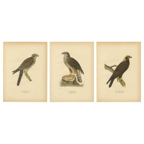 Scandinavian Birds of Prey Triptych — Svenska Fåglar Lithographs, 1929