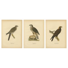 Scandinavian Birds of Prey Triptych — Svenska Fåglar Lithographs, 1929