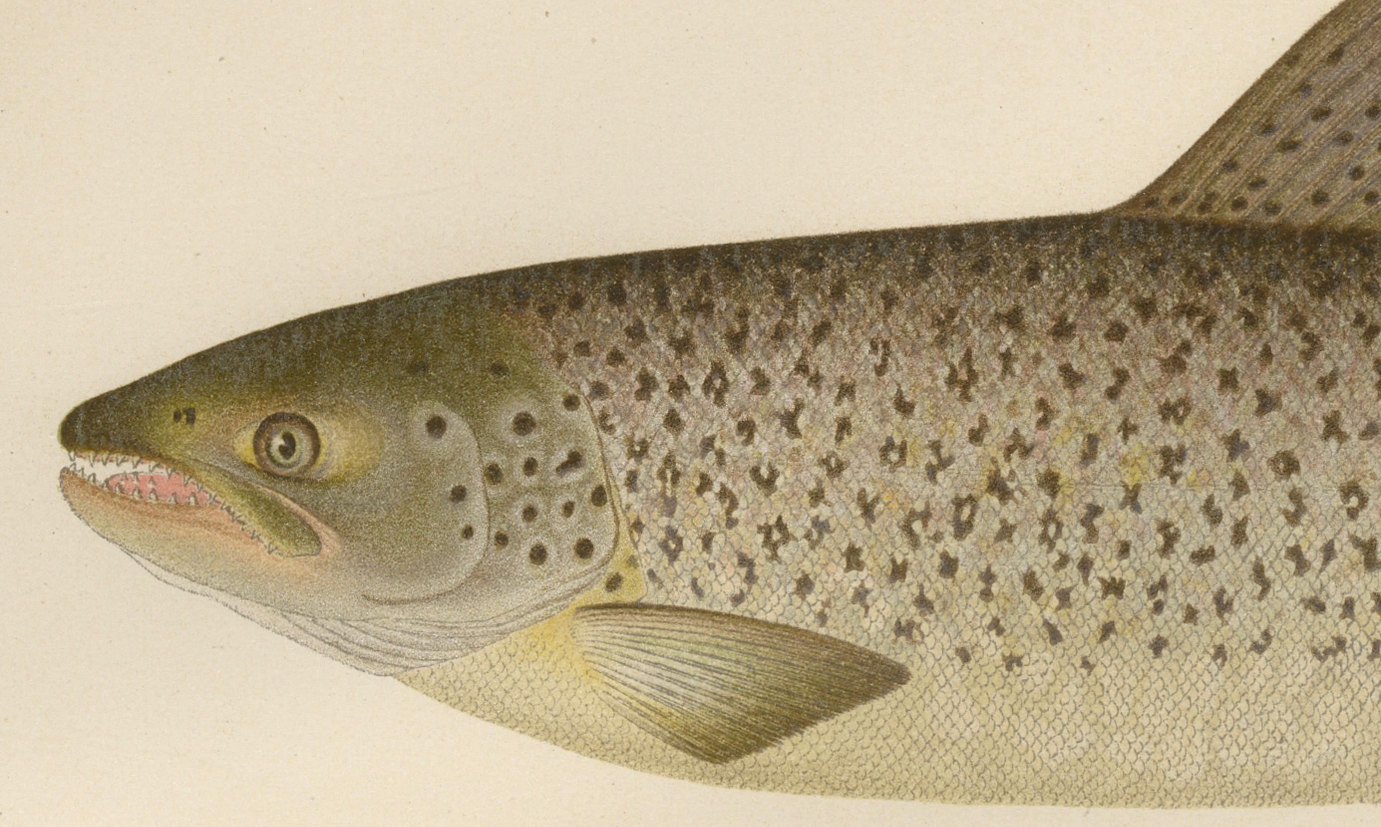 Titel: Skandinavische Bachforelle Formen: Exquisite handkolorierte Lithographie  

Beschreibung:  
Diese wunderschöne, detailreiche Lithografie aus der Serie Pisces Scandinaviae zeigt drei verschiedene Formen der Bachforelle (Salmo salar forma