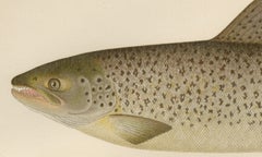 Scandinavian Brown Trout Forms: Exquisite Hand-Colored Lithograph, 1895