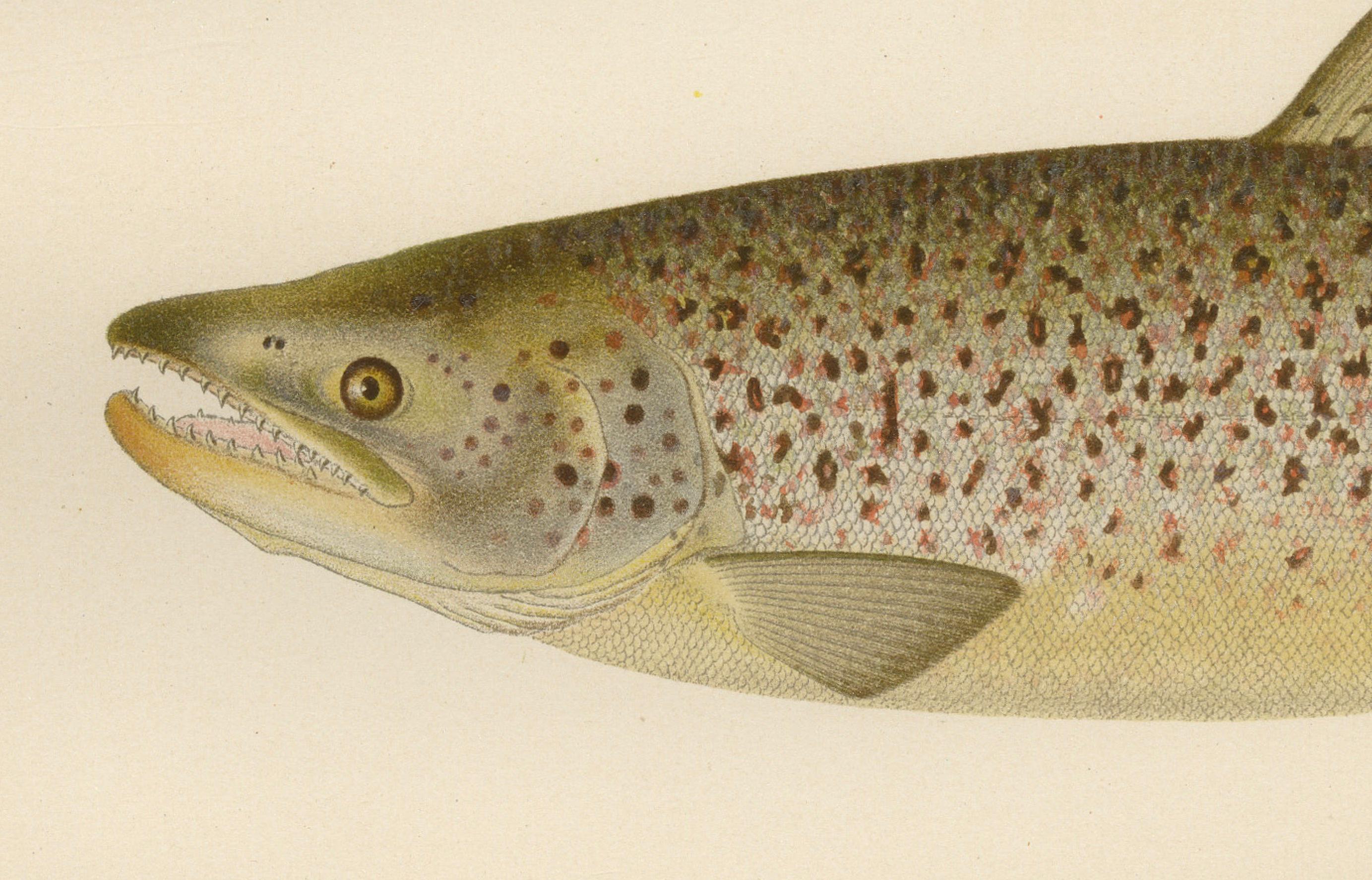 Skandinavische Formen der Brown Forelle: Exquisite handkolorierte Lithographie, 1895 im Zustand „Gut“ im Angebot in Langweer, NL