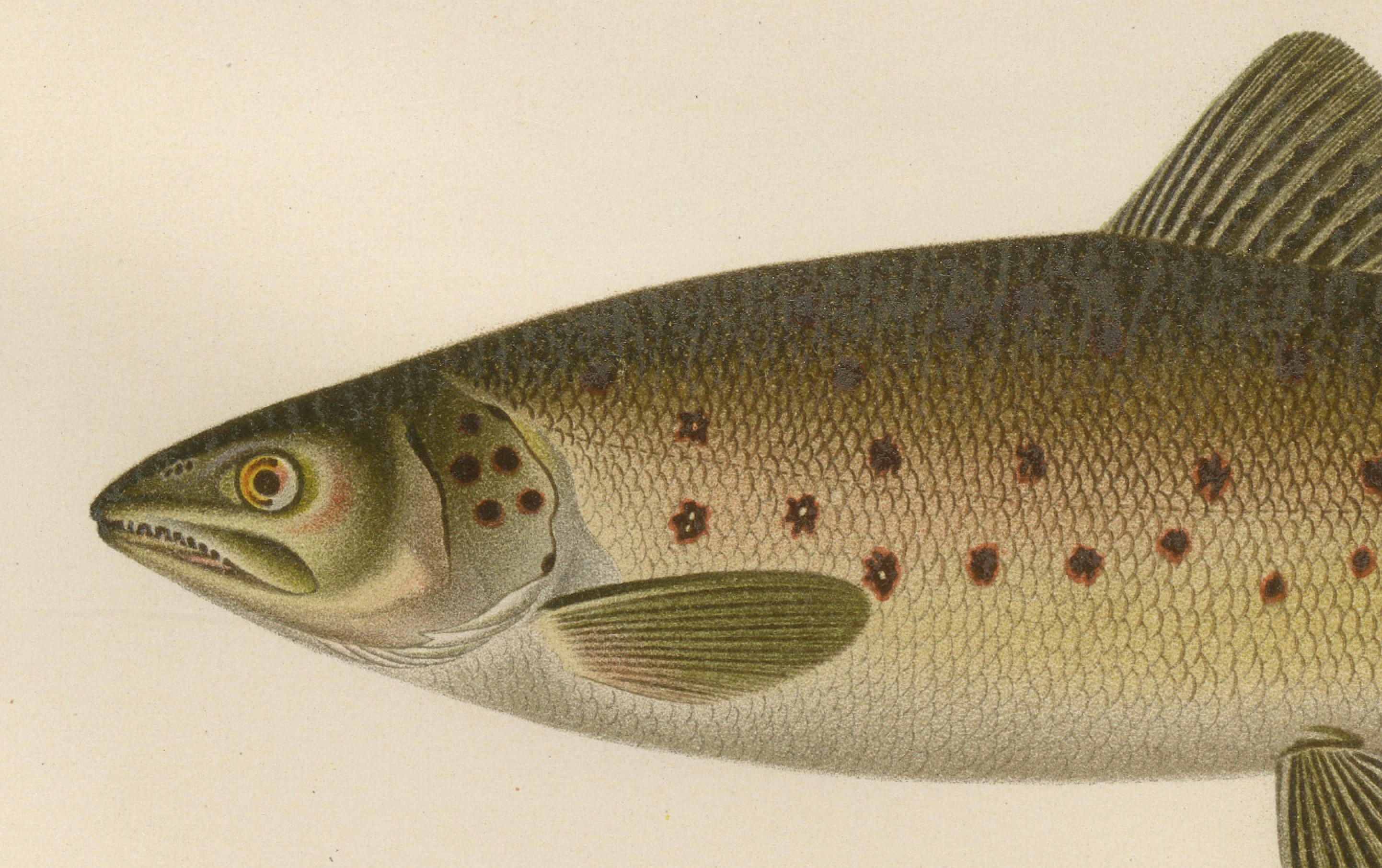 Skandinavische Formen der Brown Forelle: Exquisite handkolorierte Lithographie, 1895 (Spätes 19. Jahrhundert) im Angebot