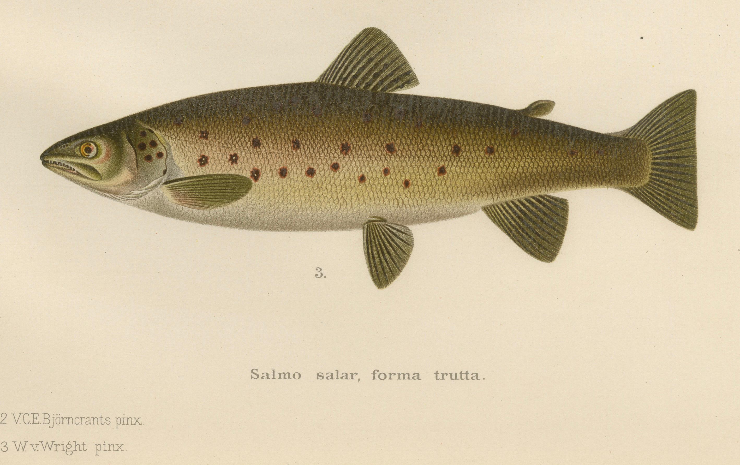 Skandinavische Formen der Brown Forelle: Exquisite handkolorierte Lithographie, 1895 (Papier) im Angebot