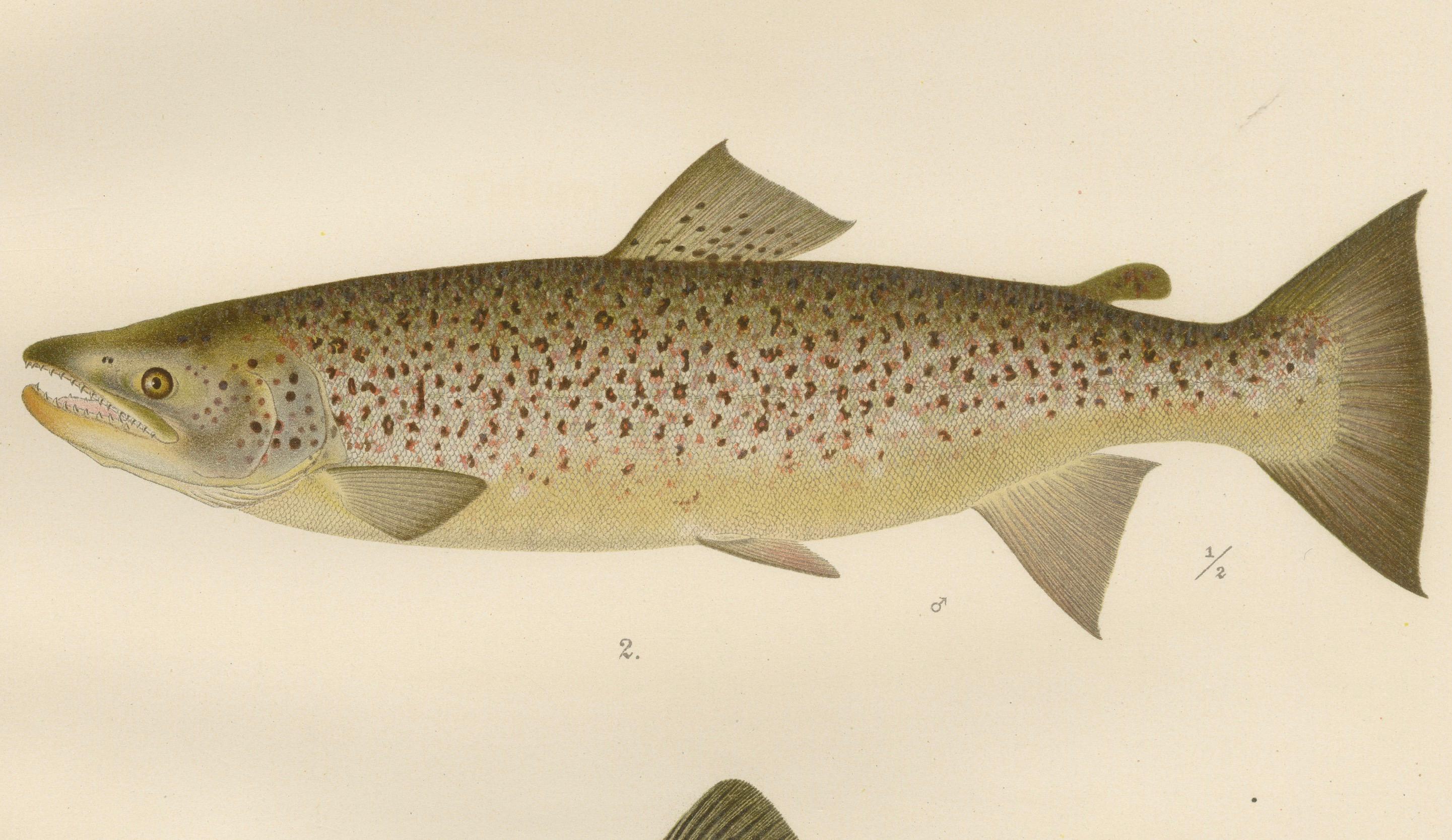 Skandinavische Formen der Brown Forelle: Exquisite handkolorierte Lithographie, 1895 im Angebot 1