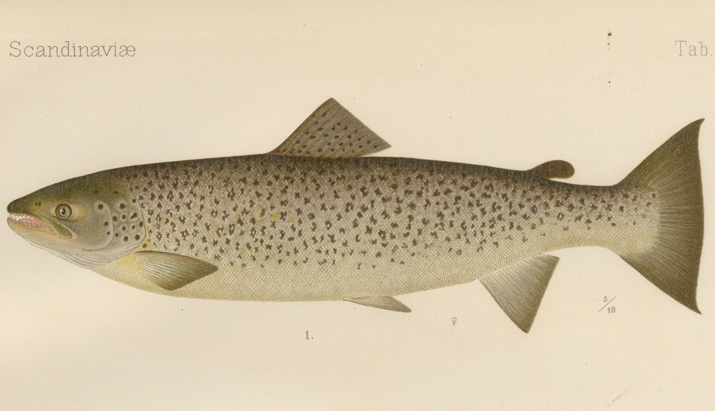 Skandinavische Formen der Brown Forelle: Exquisite handkolorierte Lithographie, 1895 im Angebot 2