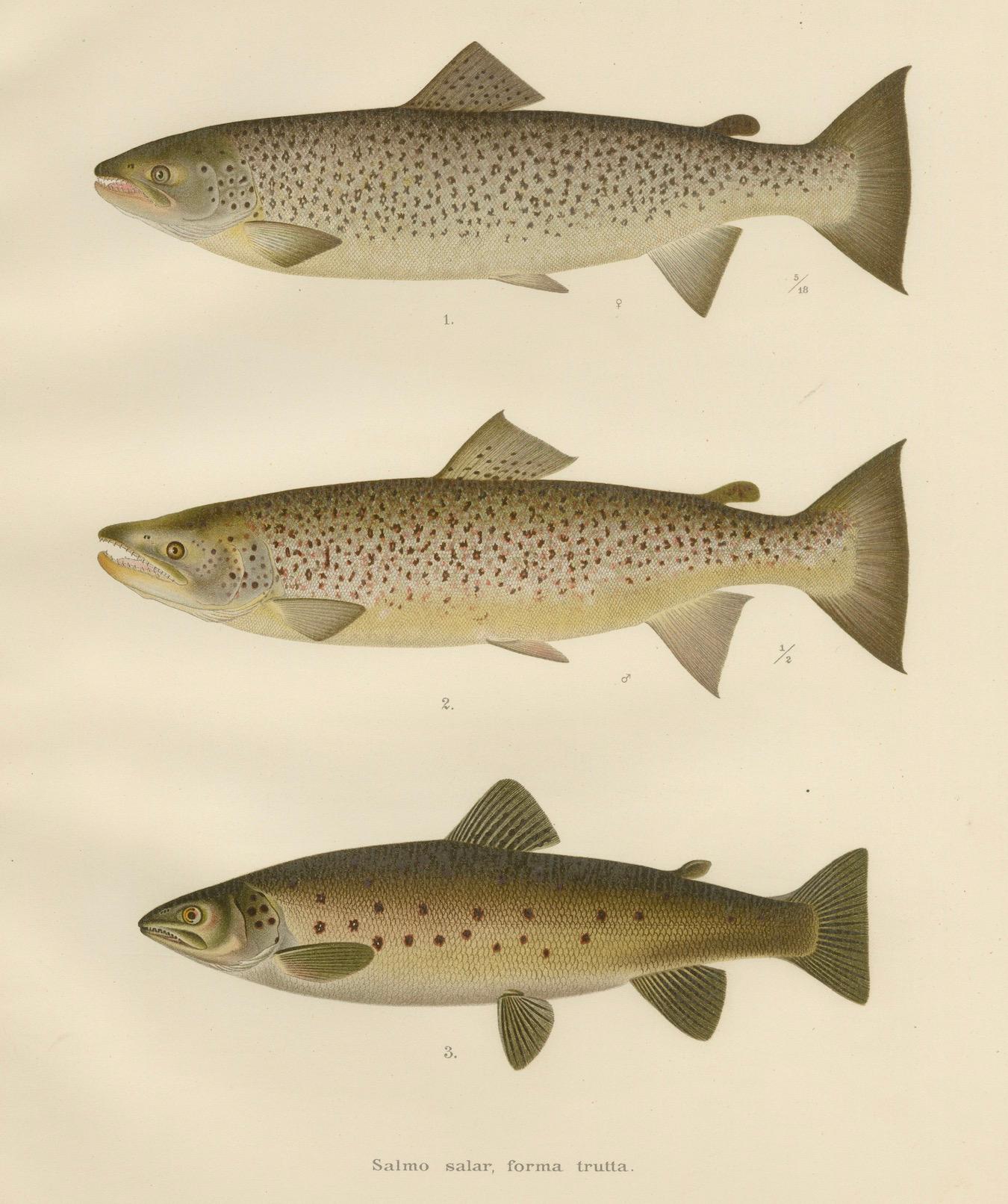 Skandinavische Formen der Brown Forelle: Exquisite handkolorierte Lithographie, 1895 im Angebot 3