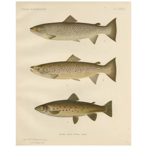 Scandinavian Brown Trout Forms: Exquisite Hand-Colored Lithograph, 1895