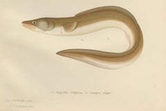 Scandinavian Eels Lithograph: European Eel and Black Conger from 19th Century